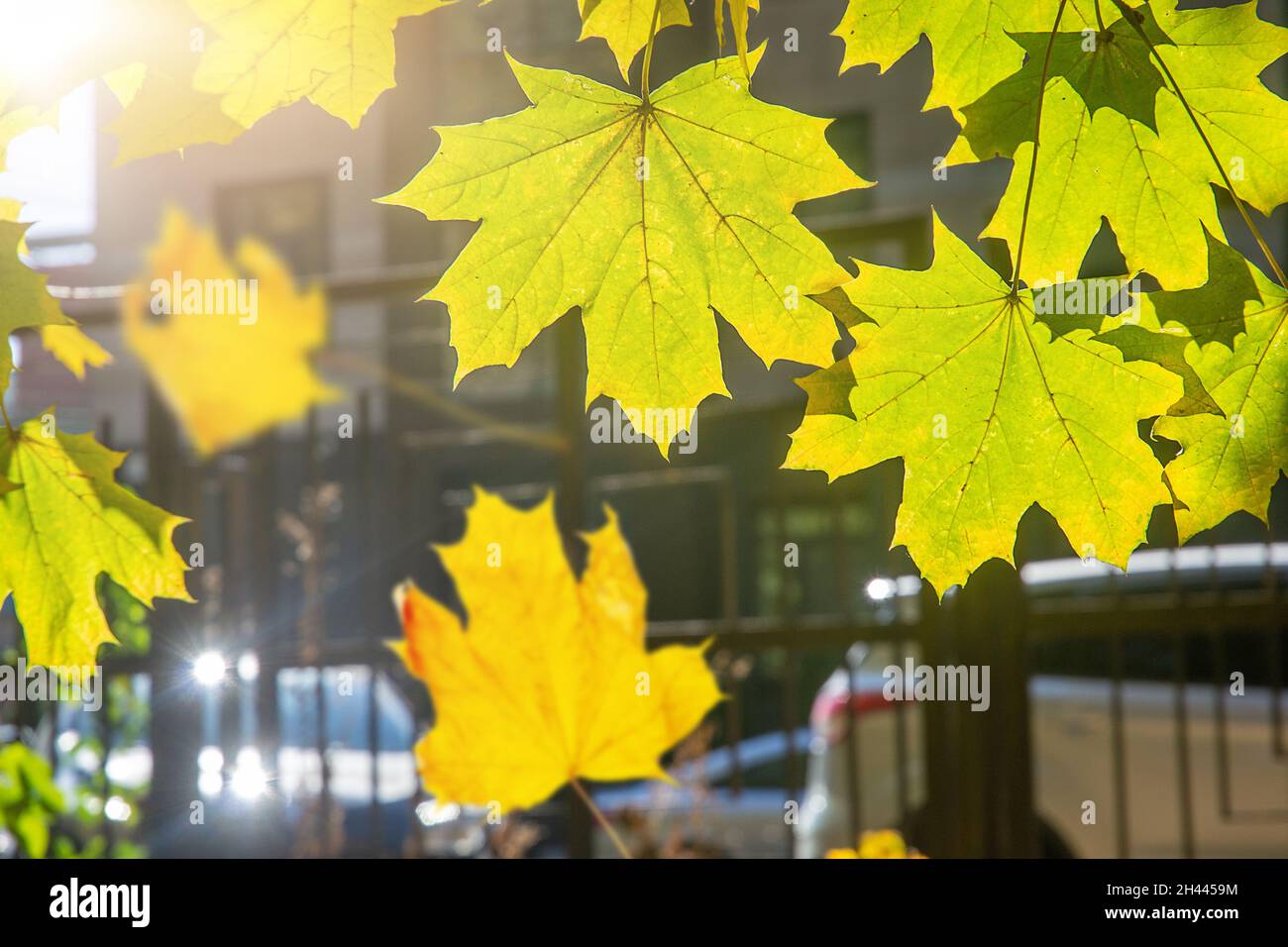 falling autumn yelow leafs on blured cityl background Stock Photo