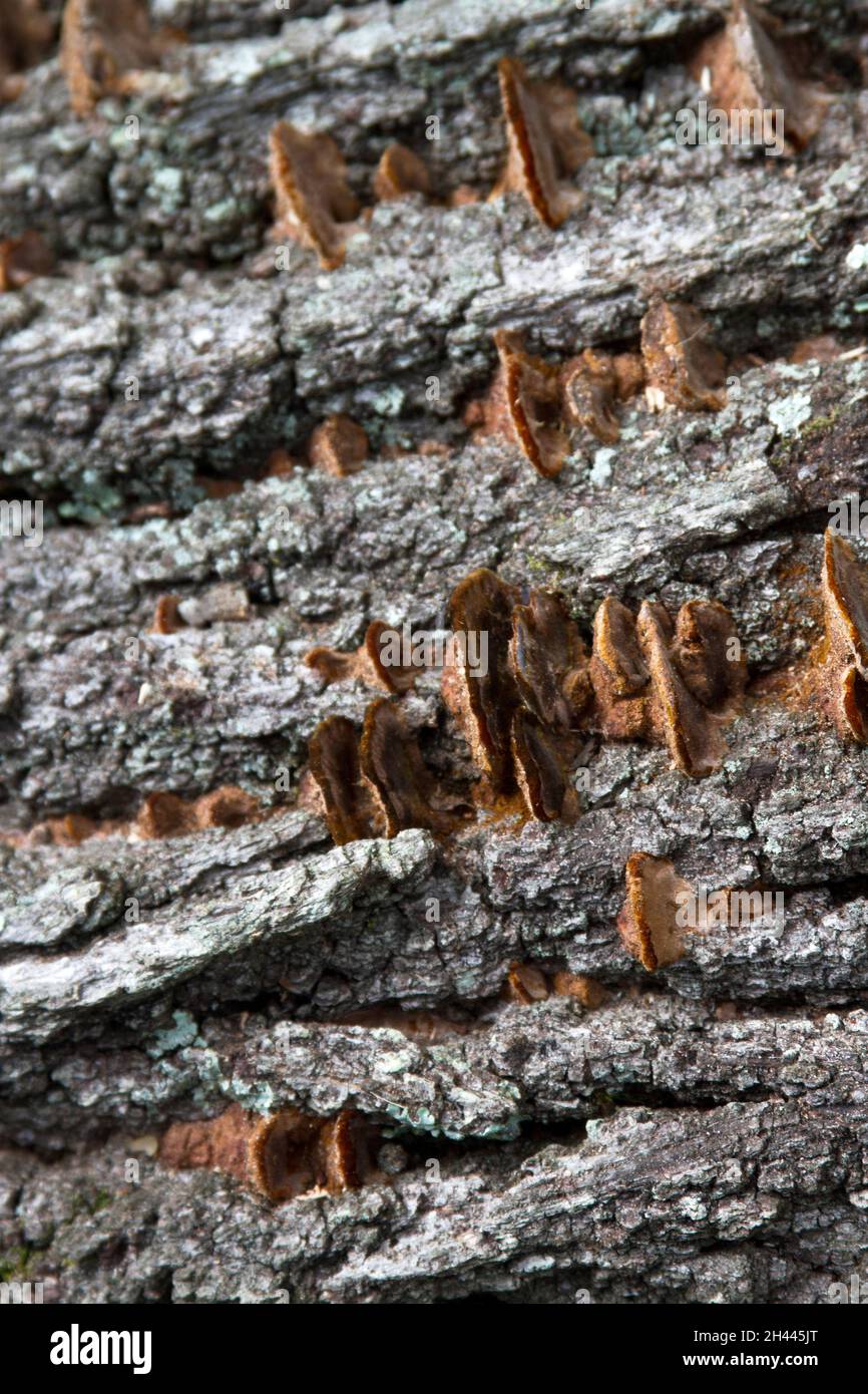 Fungal conks, the fruiting bodies of mycelium, grow on a dead tree trunk Stock Photo