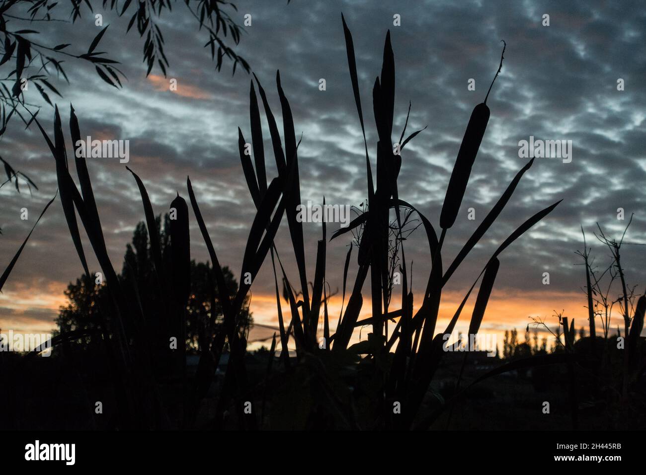 Bullrushes silhouetted against  the sunset Stock Photo