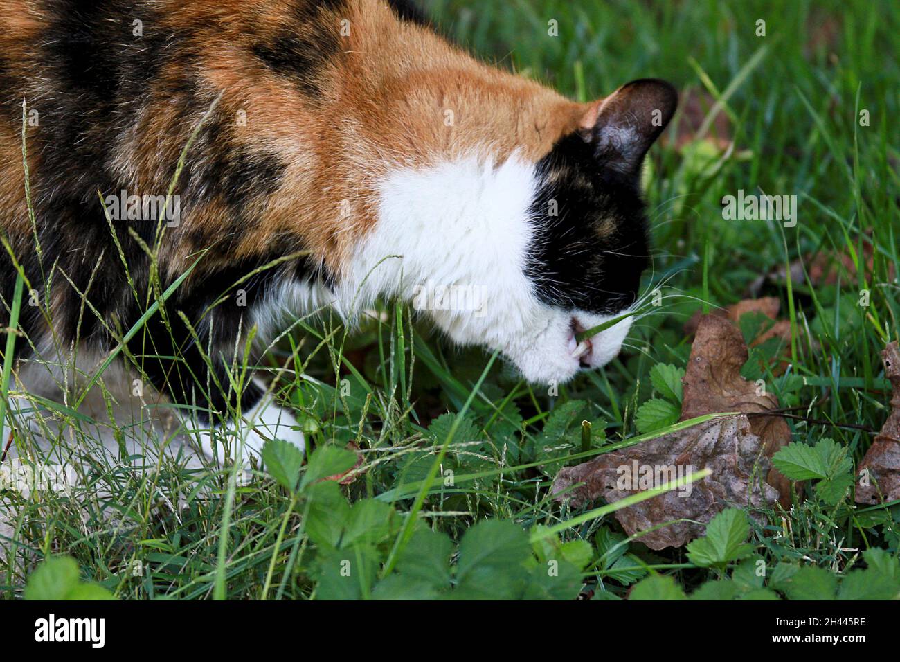 A calico cat eating grass medicinally in summer Stock Photo