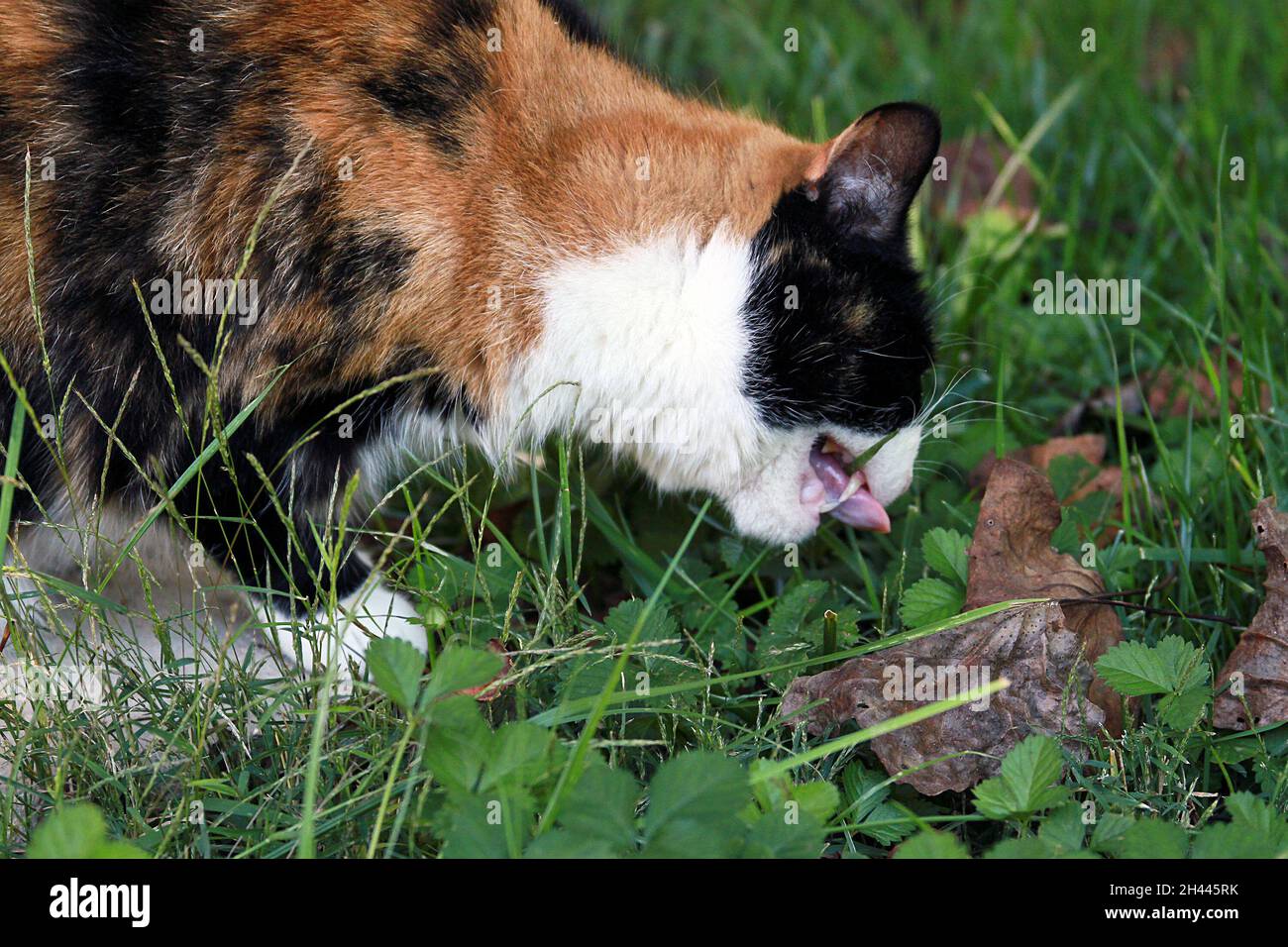 A calico cat eats grass medicinally in summer Stock Photo