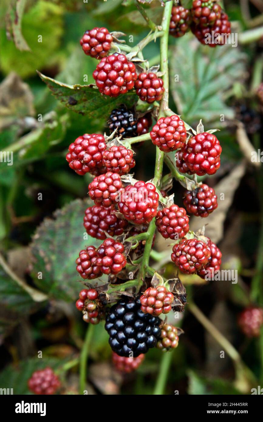 Close up of a cluster of colorful ripening wild blackberries growing in the appalachian Mountains Stock Photo