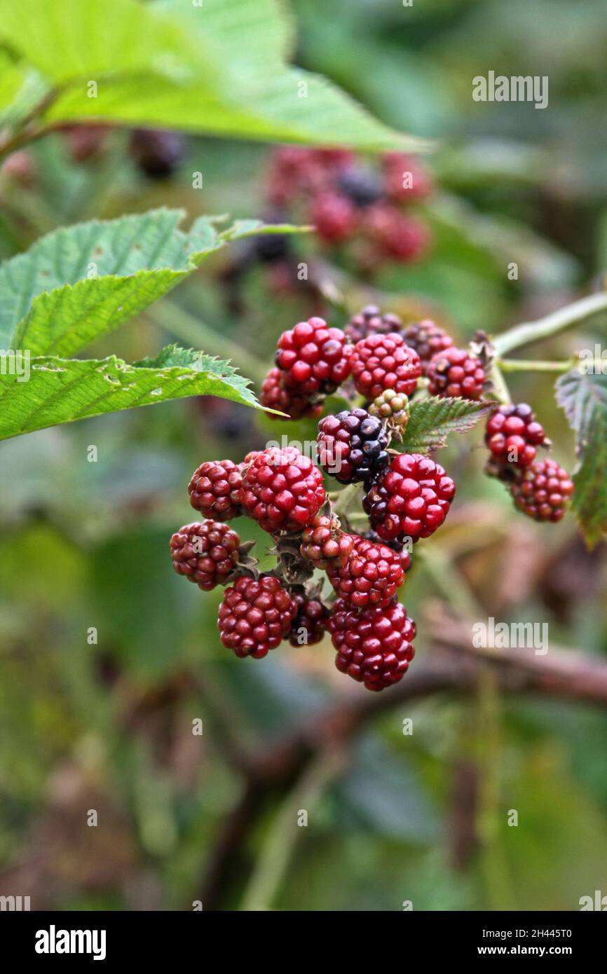 Close up of a cluster of red and purple wild mountain blackberries ripening in summer Stock Photo