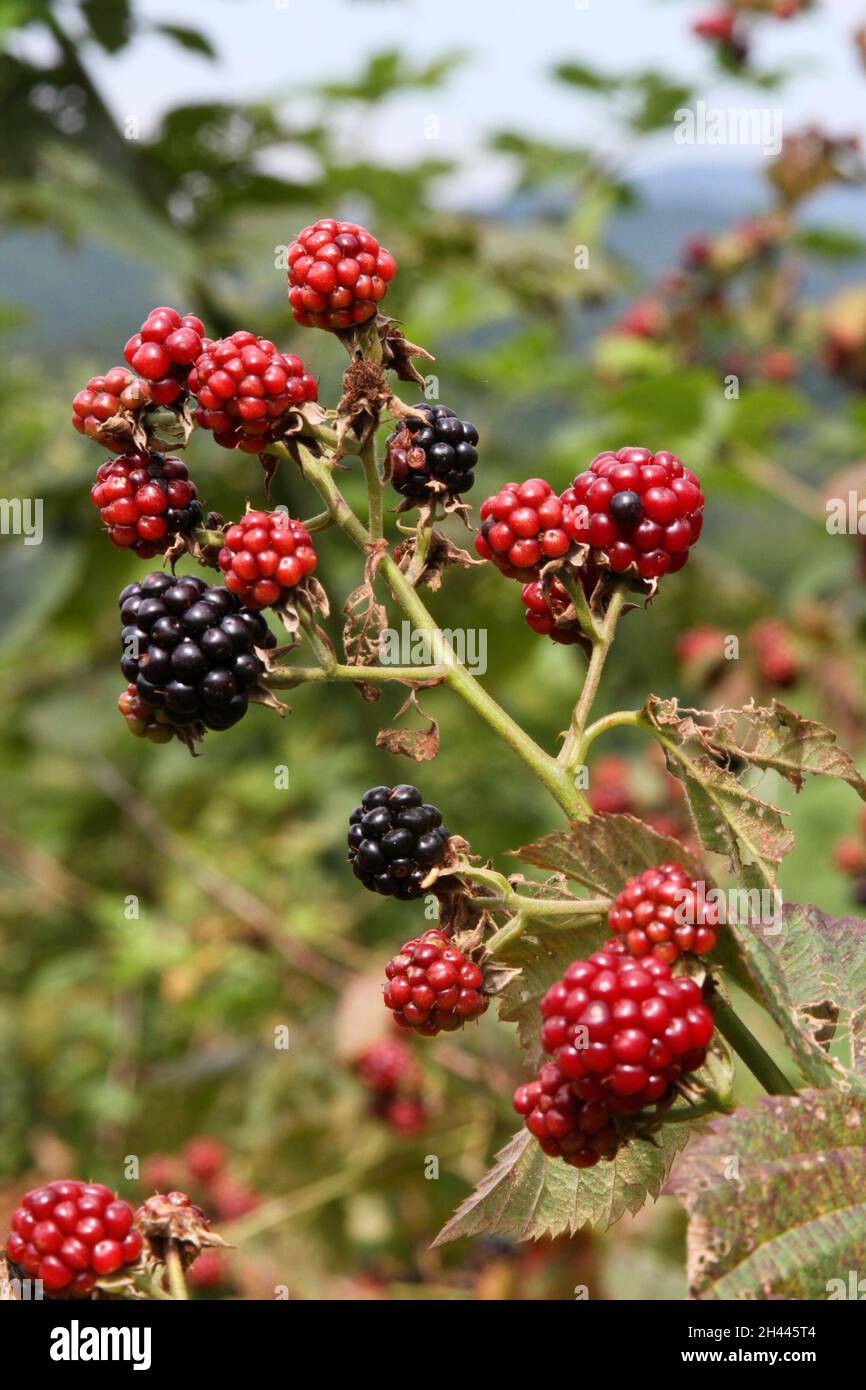 Close up of a cluster of ripening wild mountain blackberries with blue mountains in the distance Stock Photo