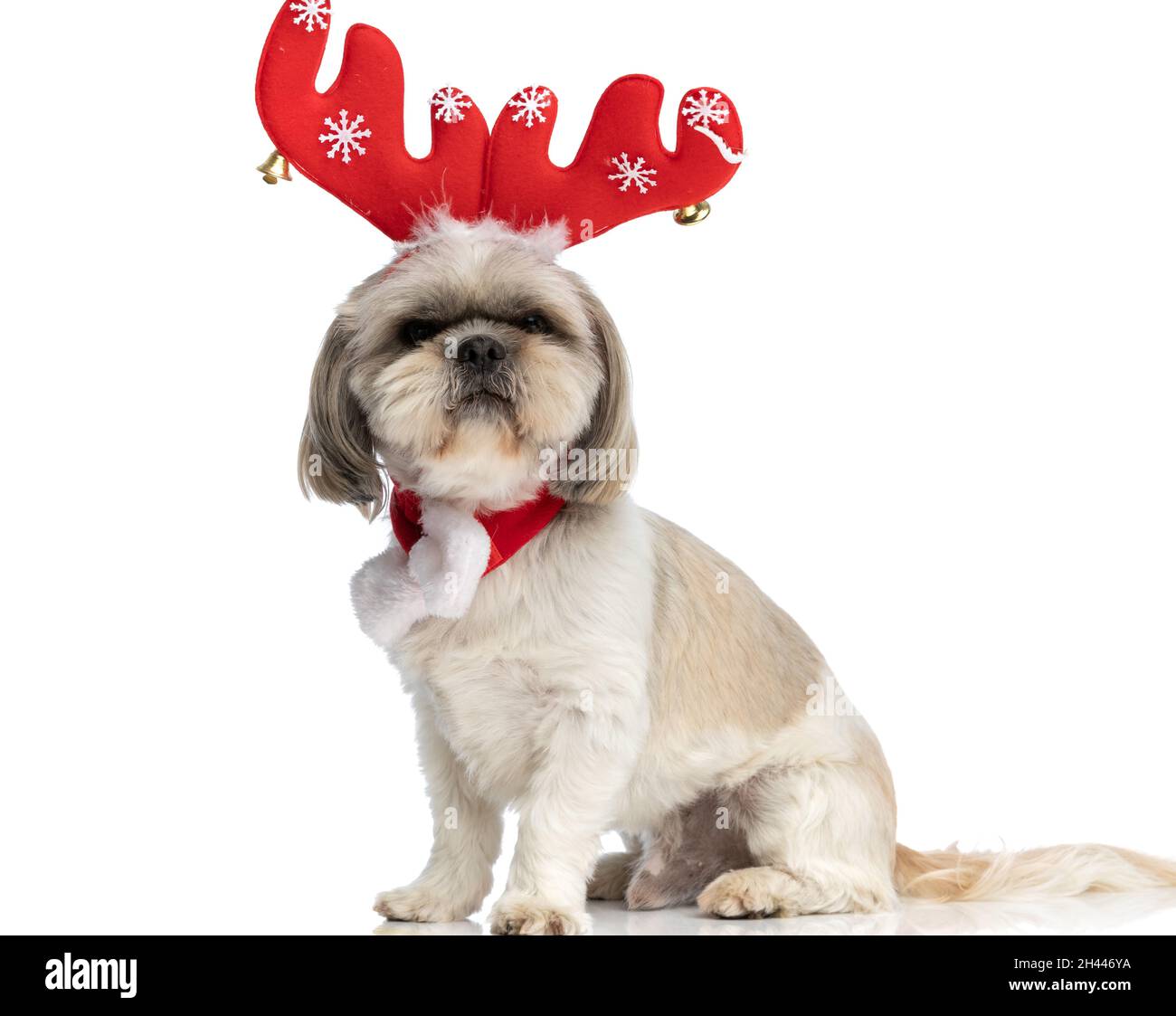 Sweet Shih Tzu Scarf Ladies Cute Dog Print Shih Tzu Gifts Womens Animal Scarves Schals & Tücher Damen Accessoires LA2086868 Sweet Shih Tzu Scarf Ladies Cute Dog Print Shih Tzu Gifts Womens Animal Scarves Schals & Tücher Damen Accessoires LA2086868