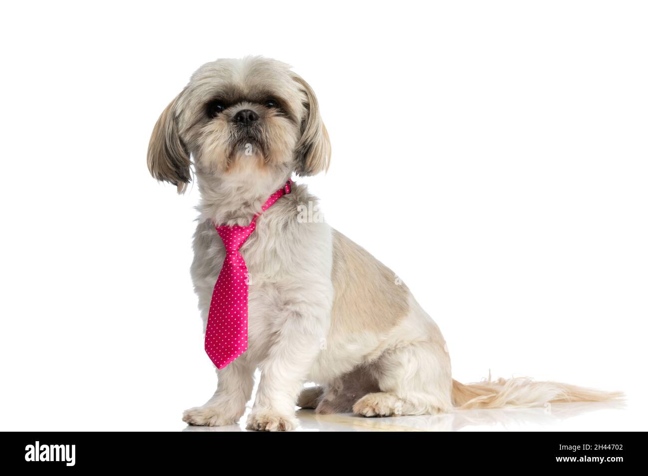 seated sweet shih tzu dog wearing a pink tie and being elegant on white  studio background Stock Photo - Alamy