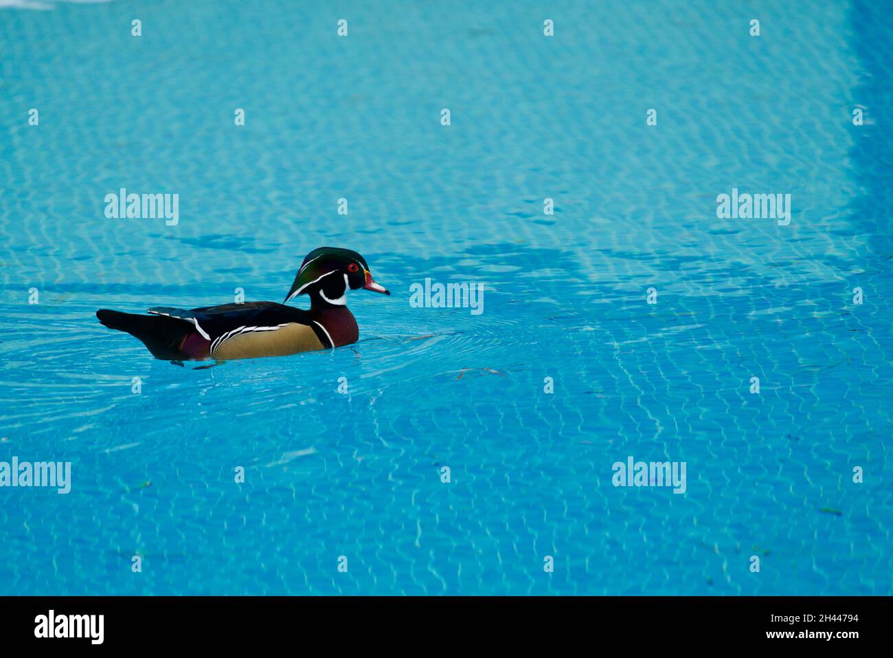 Wood duck in a swimming pool Stock Photo