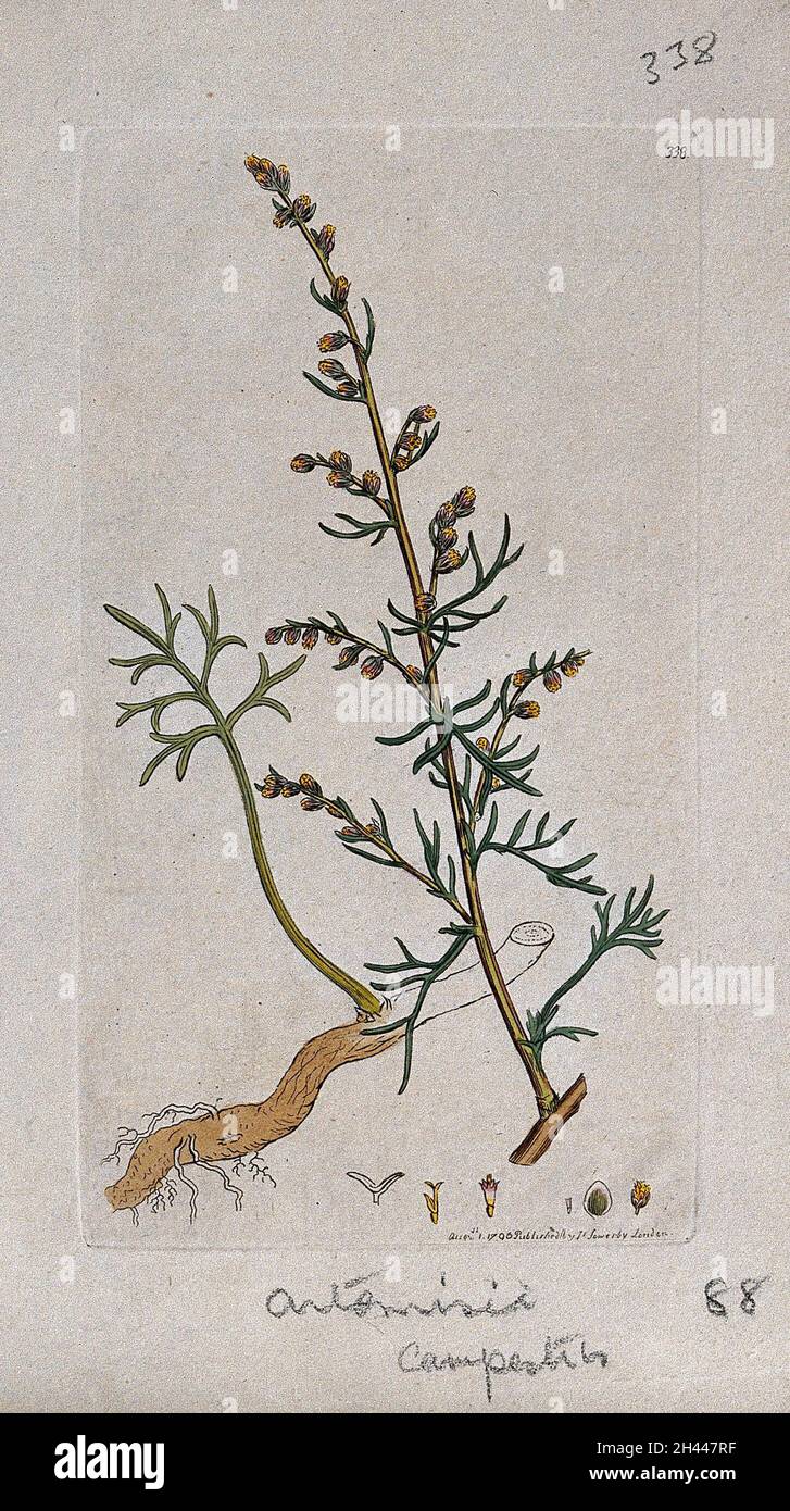 Mugwort (Artemisia campestris): flowering stem, leaves, roots and floral segments. Coloured engraving after J. Sowerby, 1796. Stock Photo