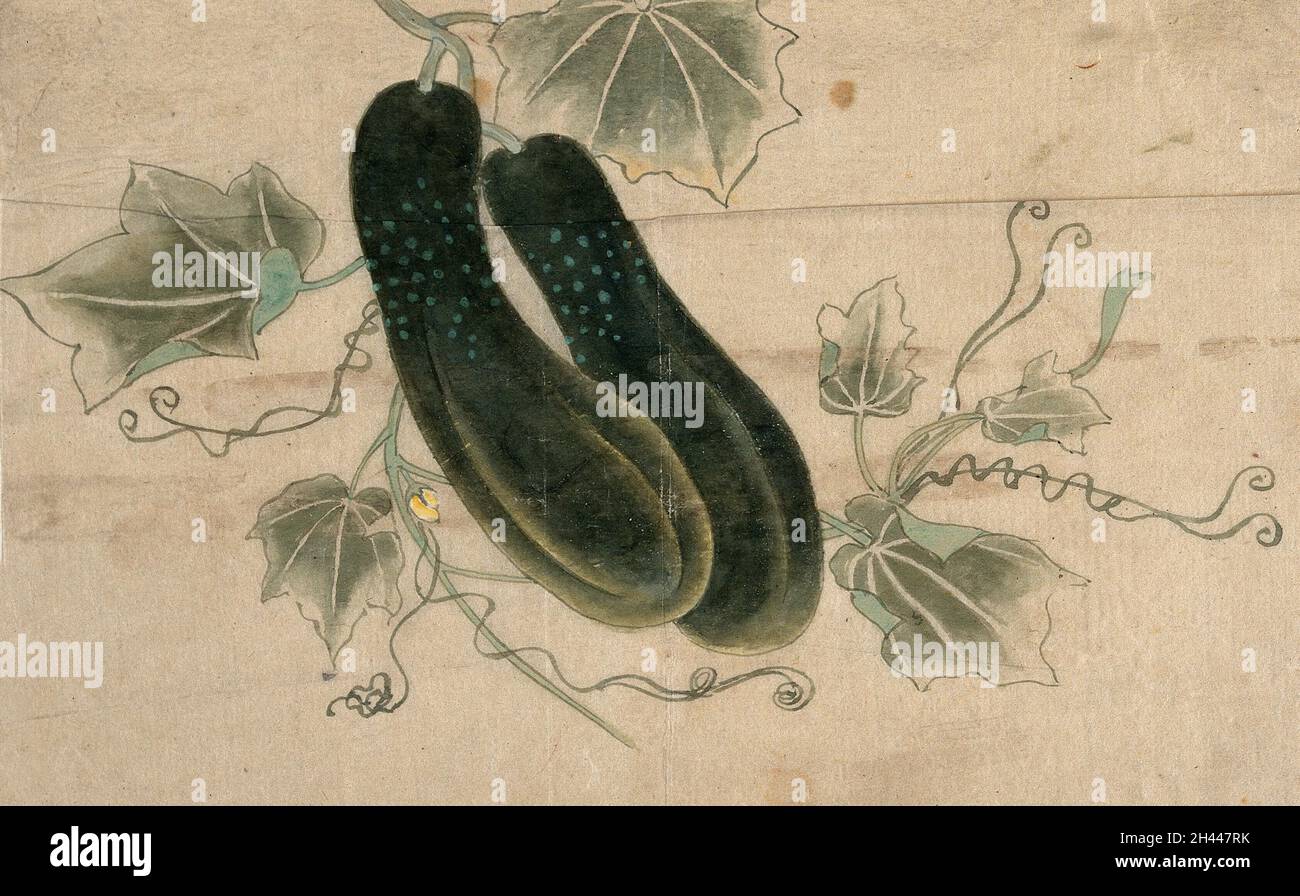 Two dill cucumbers. Watercolour painting by a Chinese artist Stock