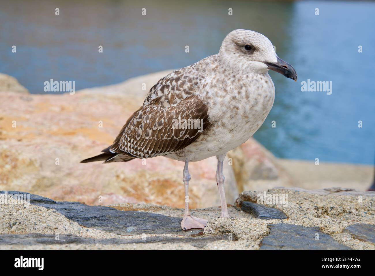 Young seagull standing on a wall Stock Photo