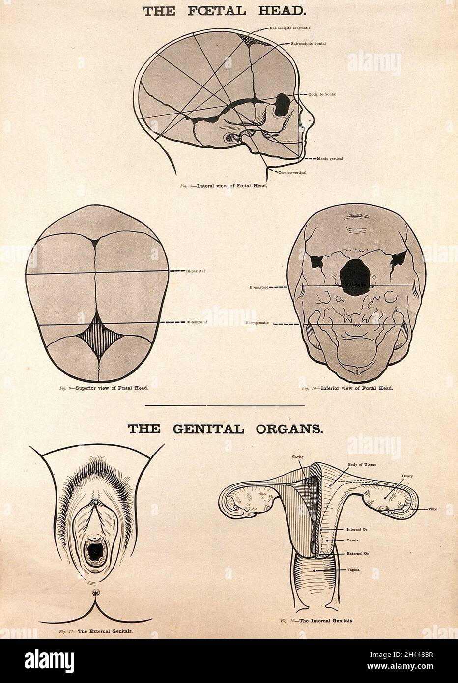 Jinsiy arman porno Phineas va Ferbdan Candace bilan porno