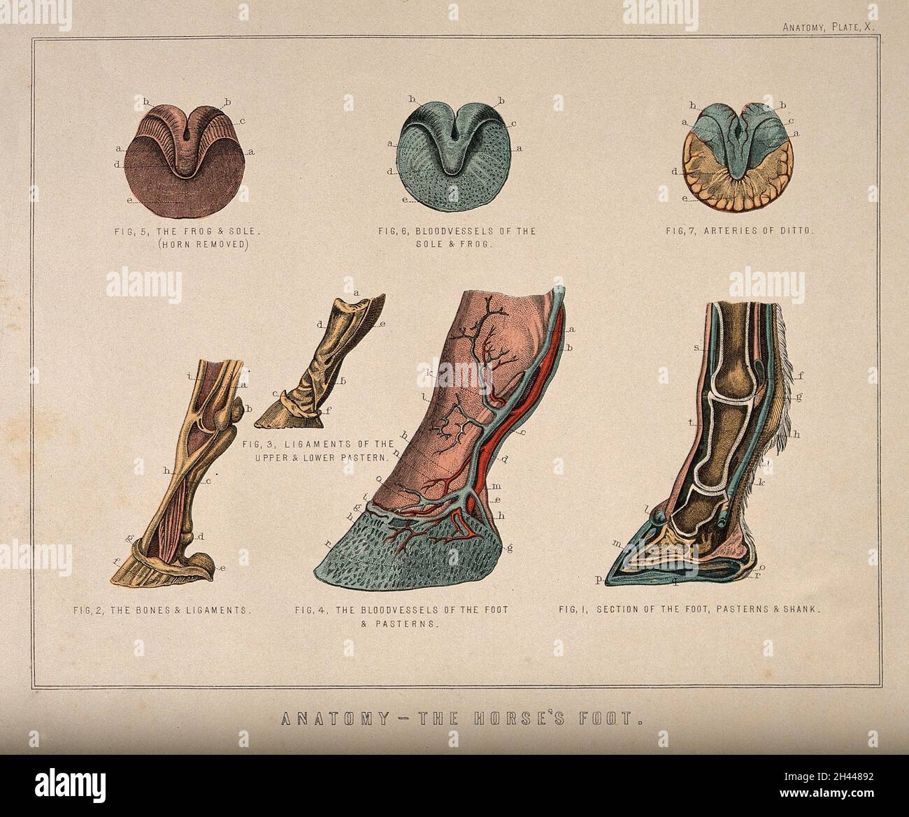 Anatomy of the horse's foot seven figures showing the bones, blood