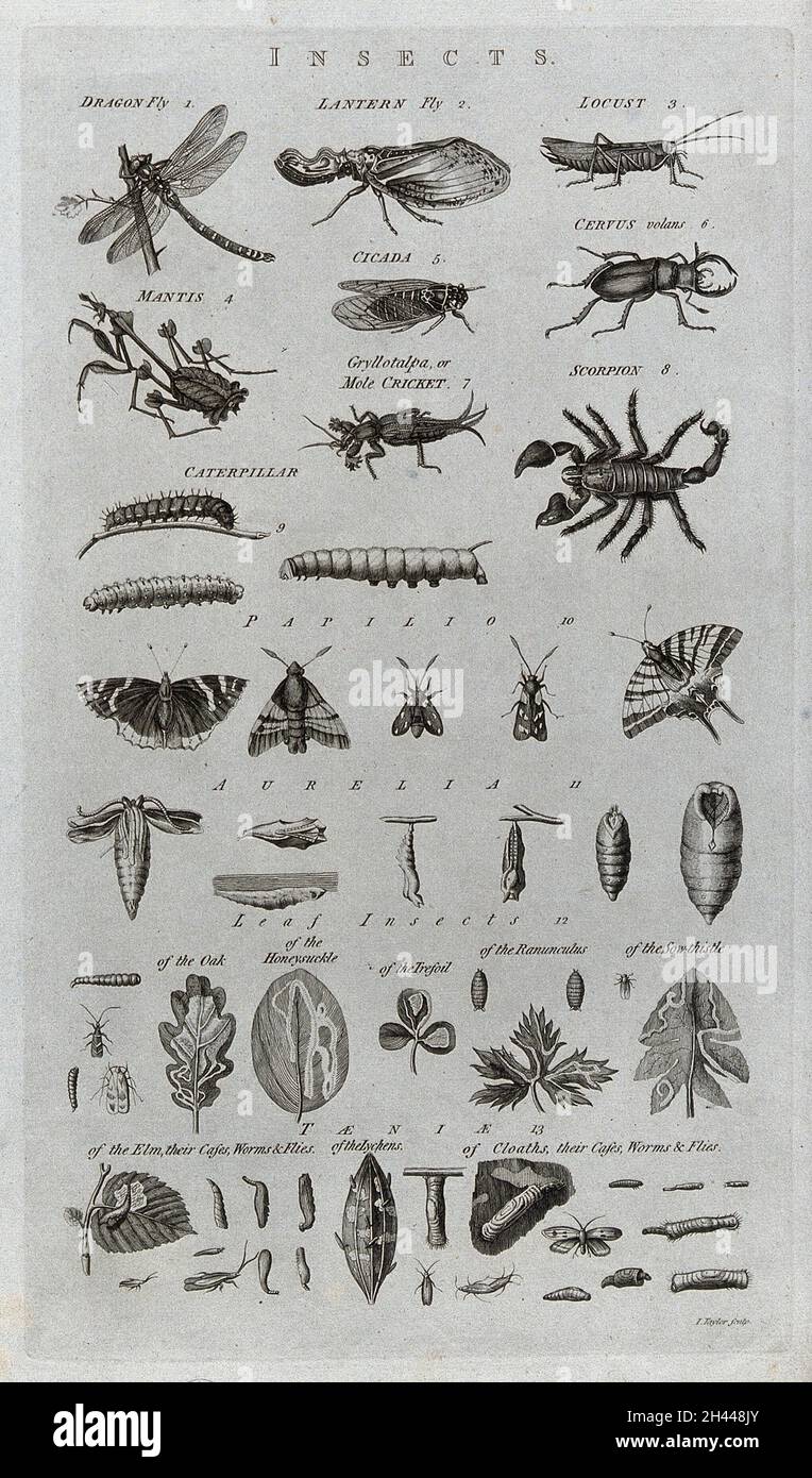 IPM- Mole crickets | PPT, image size:764x1390