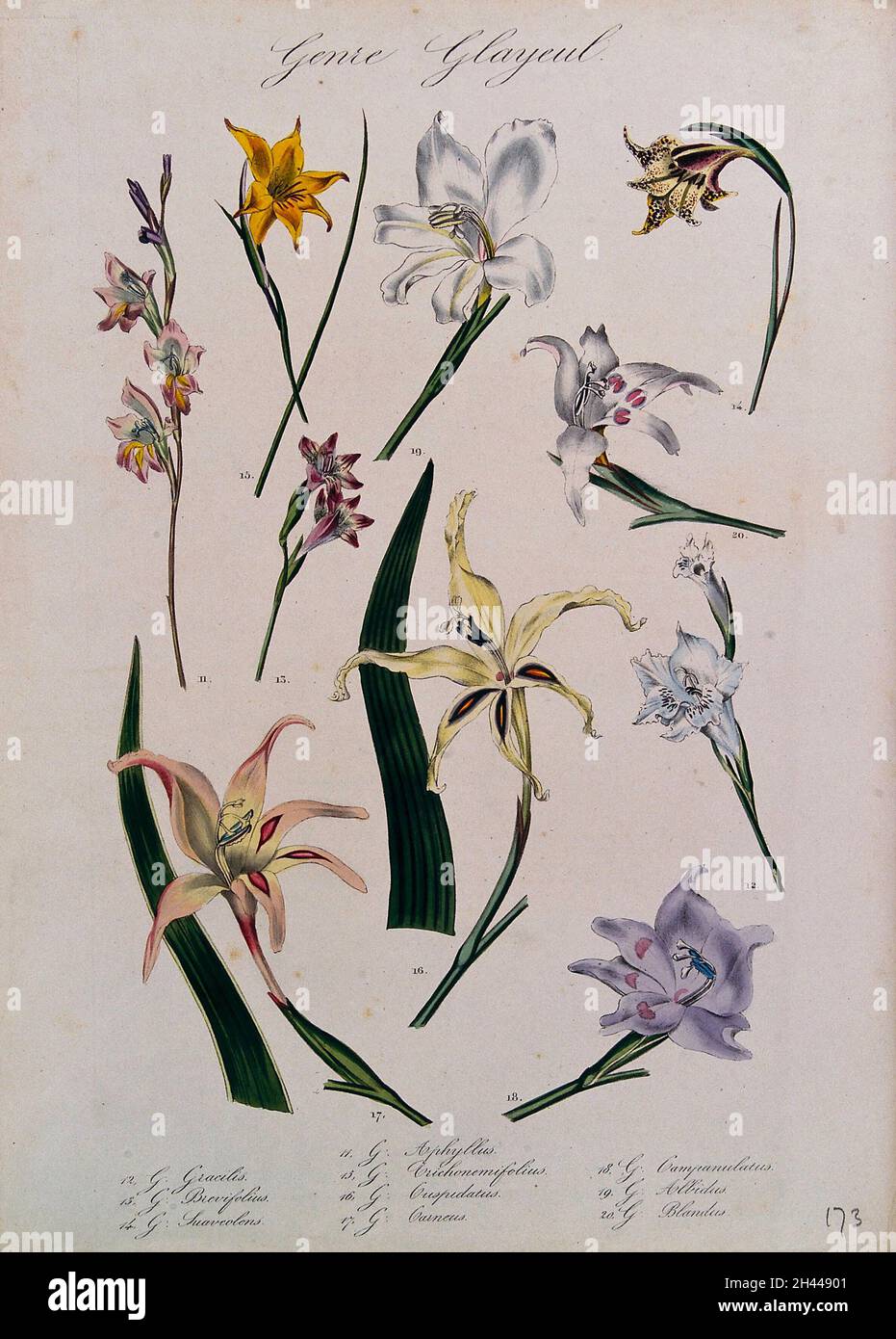 Ten types of gladioli (Gladiolus species) flowering stems. Coloured