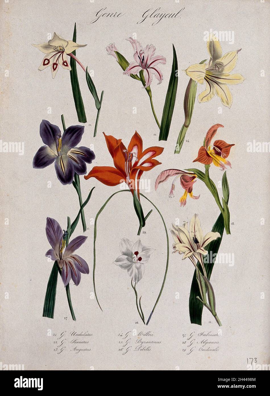 Nine types of gladioli (Gladiolus species) flowering stems. Coloured