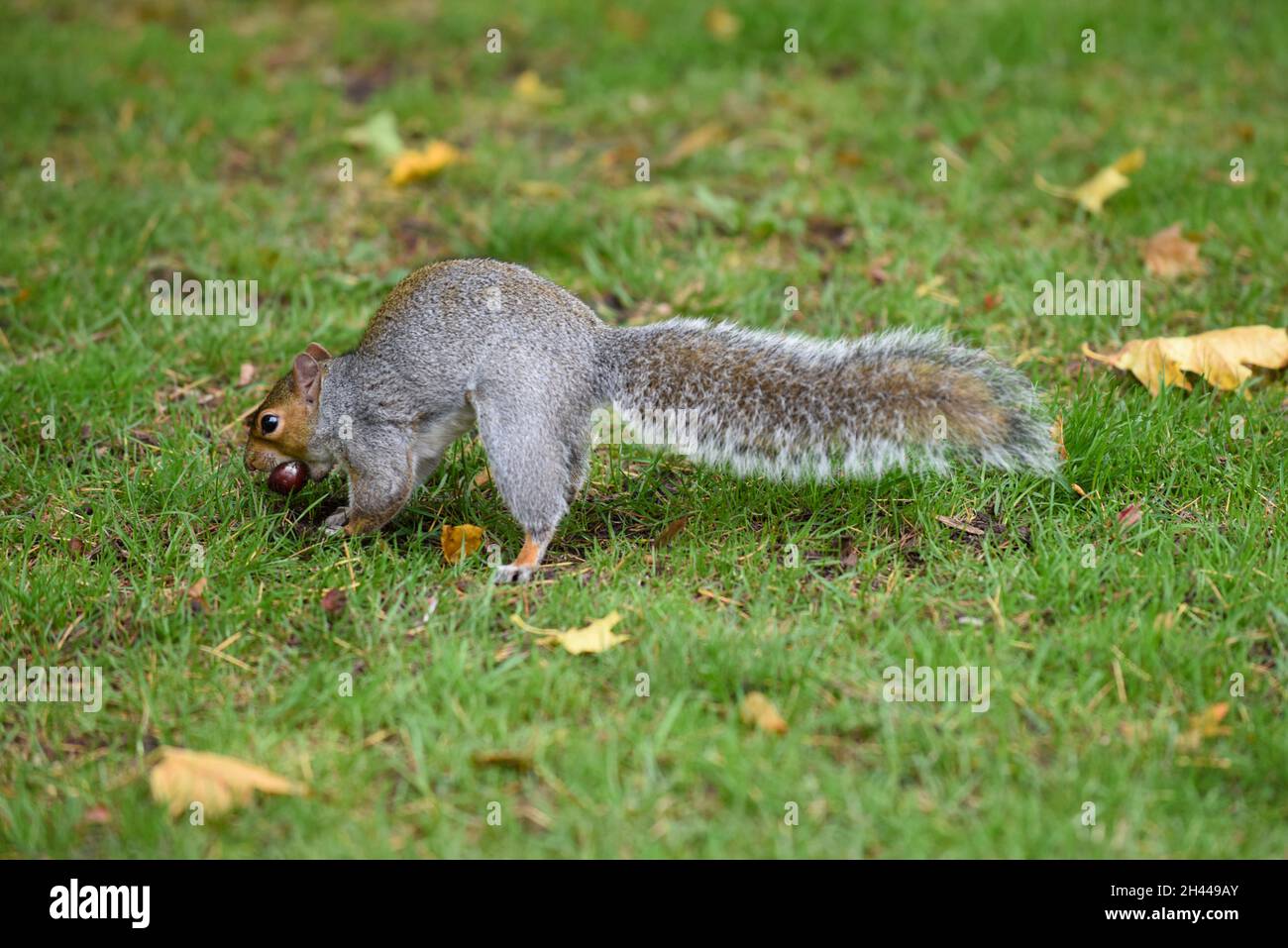 Grey squirrel collecting nuts and other food to store during hibernation Stock Photo