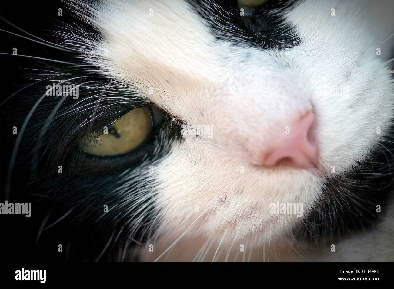 Close up of black and white cat's face Stock Photo - Alamy