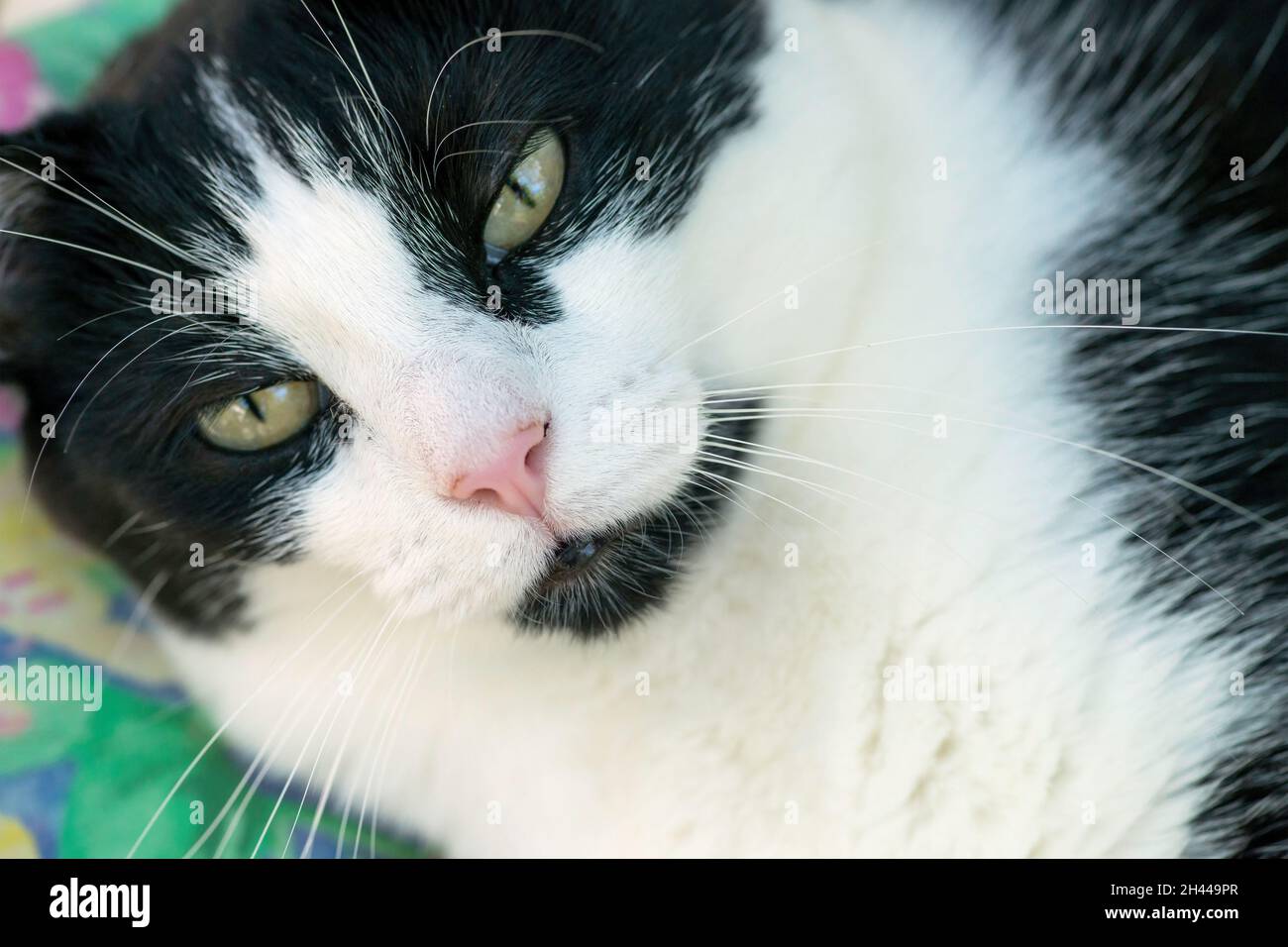 Close up of black and white cat's face Stock Photo - Alamy