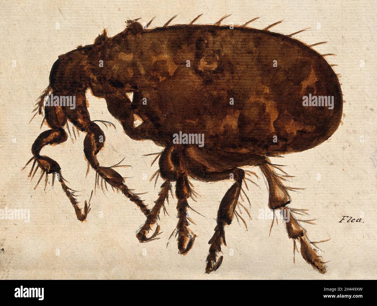 A flea (Siphonaptera species). Watercolour. Stock Photo