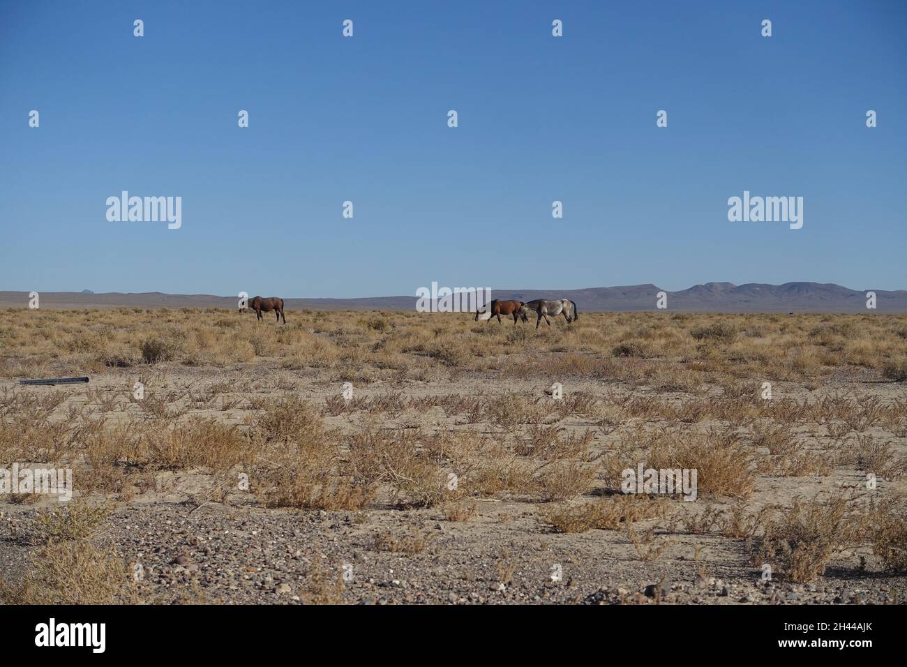 Around Alkali Flat Hot Spring in central Nevada Stock Photo Alamy