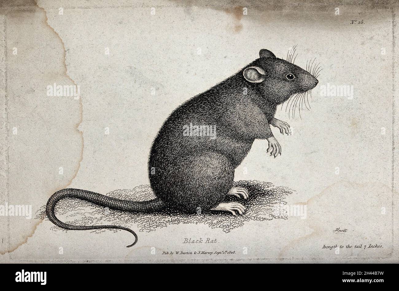 A black rat sitting upright on the ground. Etching by W. S. Howitt. Stock Photo