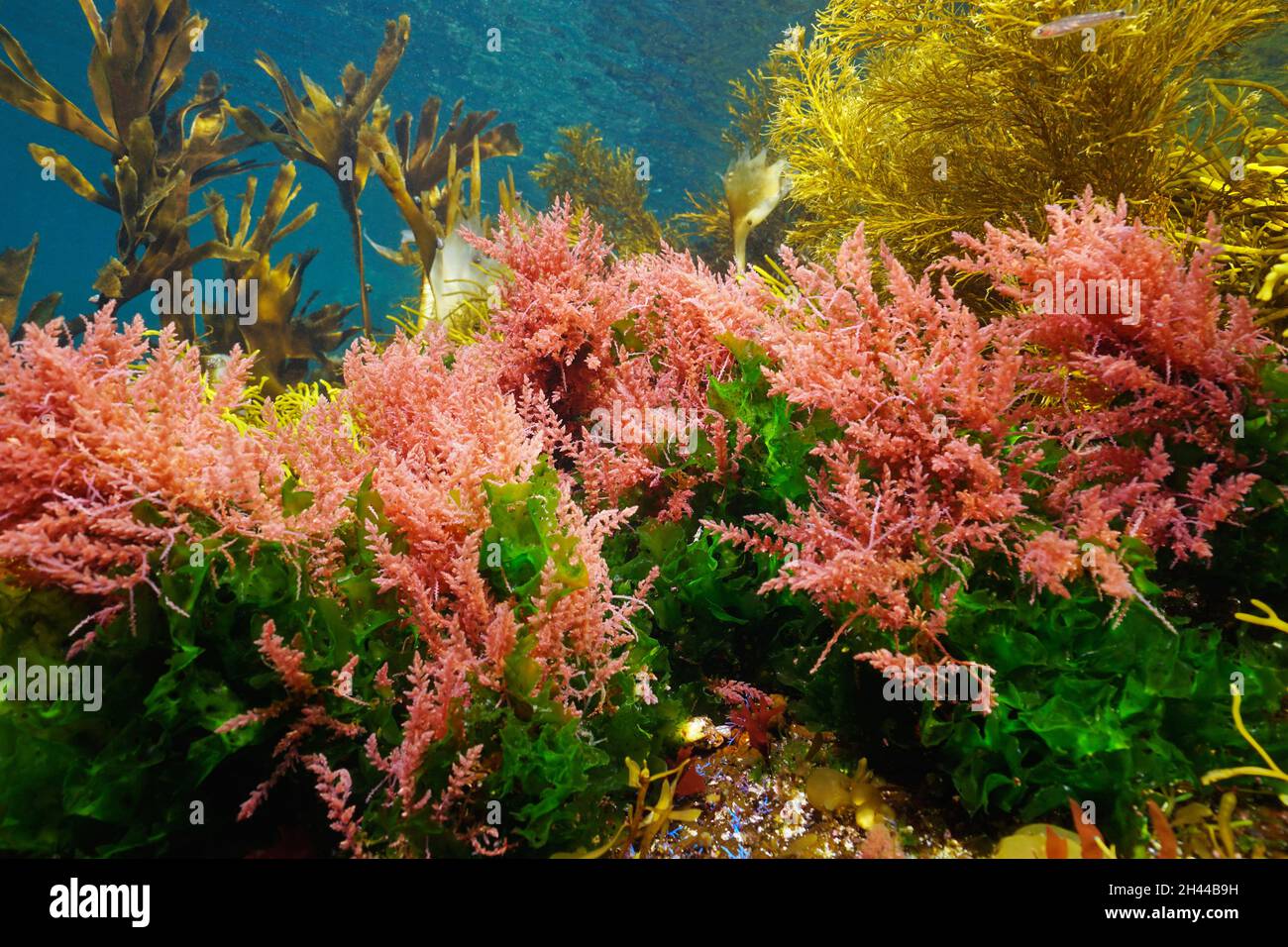 Algae seaweeds colors underwater in the ocean, Eastern Atlantic, Spain, Galicia (Asparagopsis armata and Ulva lactuca) Stock Photo