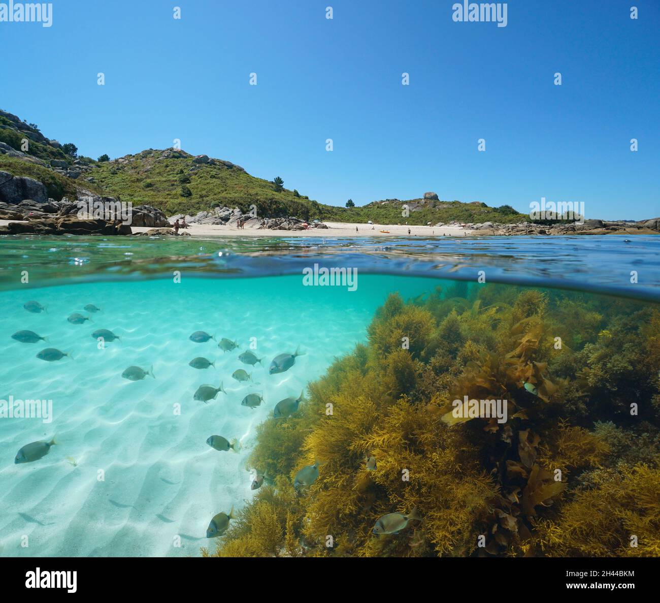 Beach coastline and fish with algae underwater ocean, Spain, Galicia, split view over under water surface, Eastern Atlantic, Pontevedra province Stock Photo