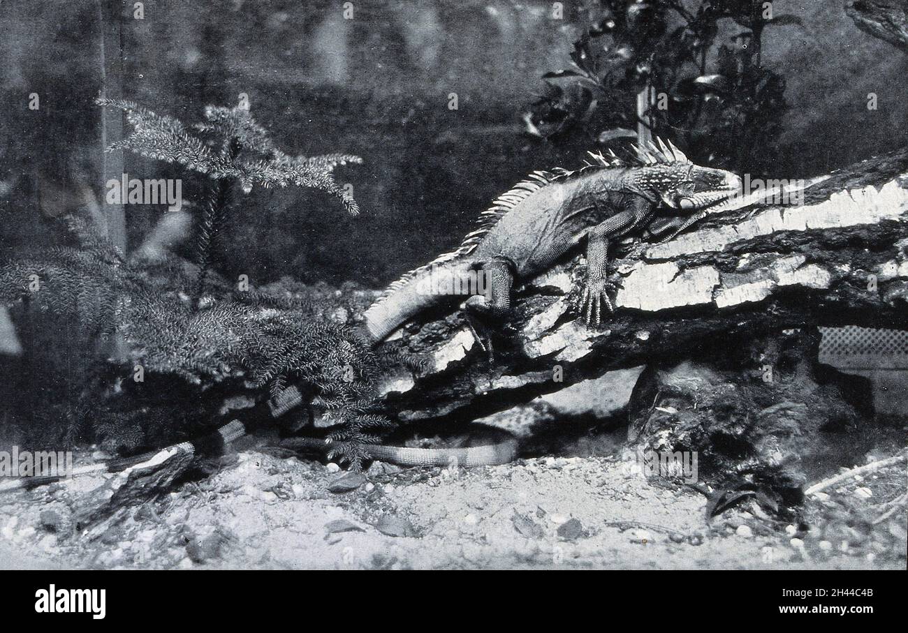 An Australian monitor lizard on a branch. Reproduction of a photograph