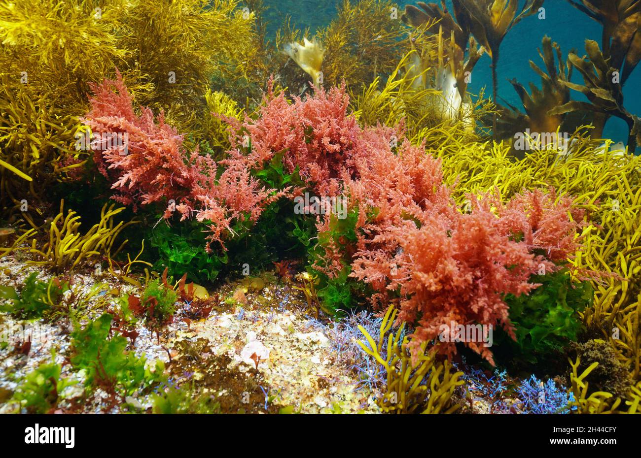 Colors of various marine algae underwater in the ocean, Eastern ...