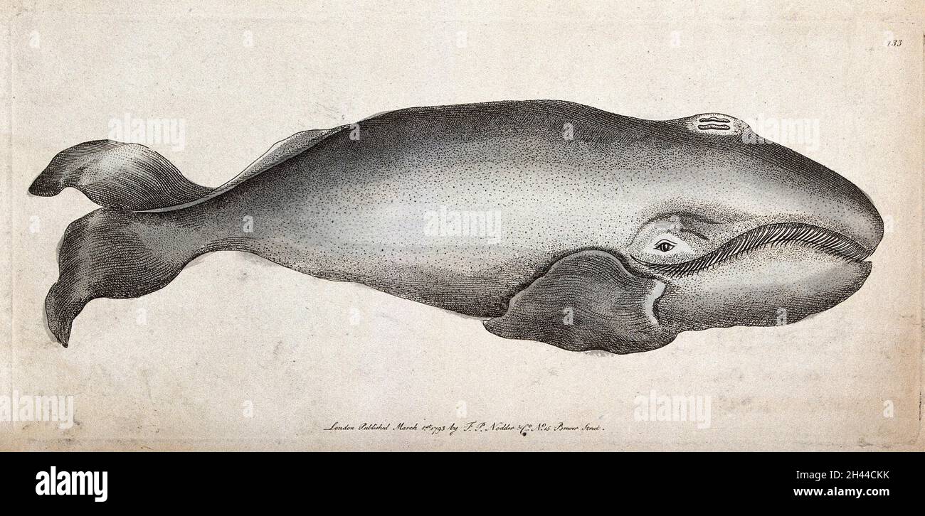 Historical whale illustration hi-res stock photography and images - Alamy