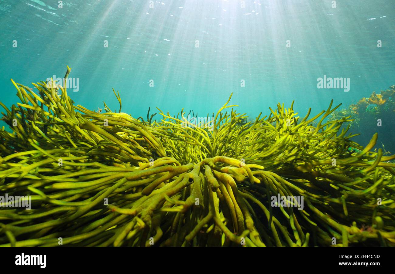 Green algae and natural sunlight underwater seascape in the ocean (seaweeds Codium tomentosum), Eastern Atlantic, Spain, Galicia Stock Photo