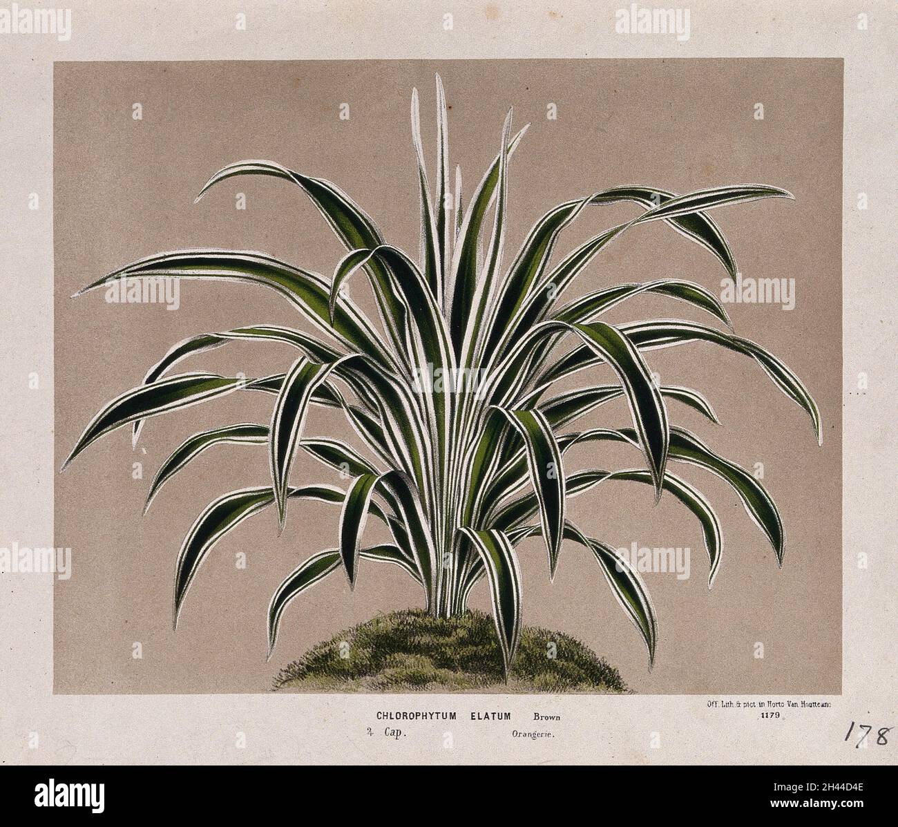 A leafy plant (Chlorophytum elatum), related to the spider plant. Chromolithograph by L. van Houtte, c. 1875. Stock Photo