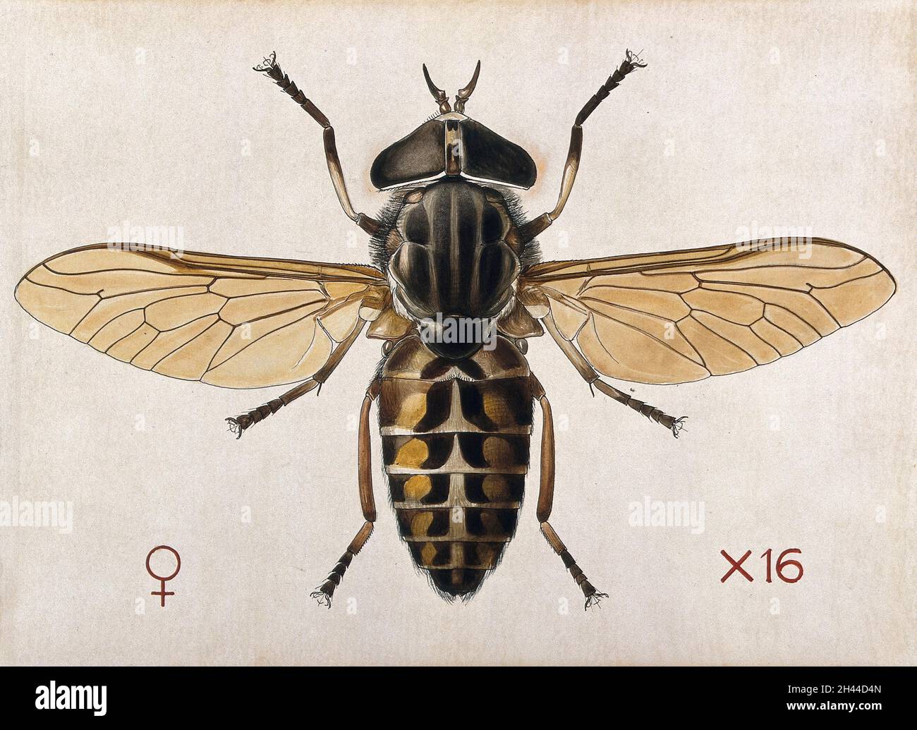 A cleg or horse fly (Tabanus glaucopis). Coloured drawing by A.J.E