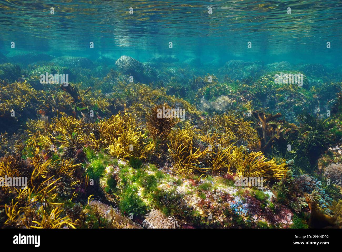 Underwater seascape, shallow ocean floor with rocks covered by algae and clear water,  Eastern Atlantic, Spain, Galicia Stock Photo