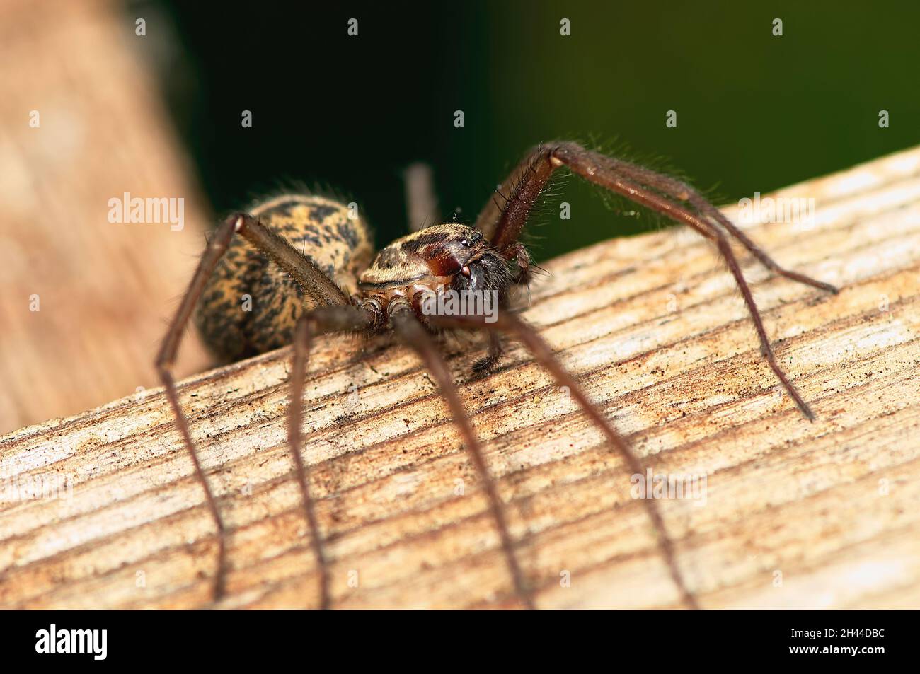 Hobo spider (Eratigena agrestis) - pregnant female. Stock Photo