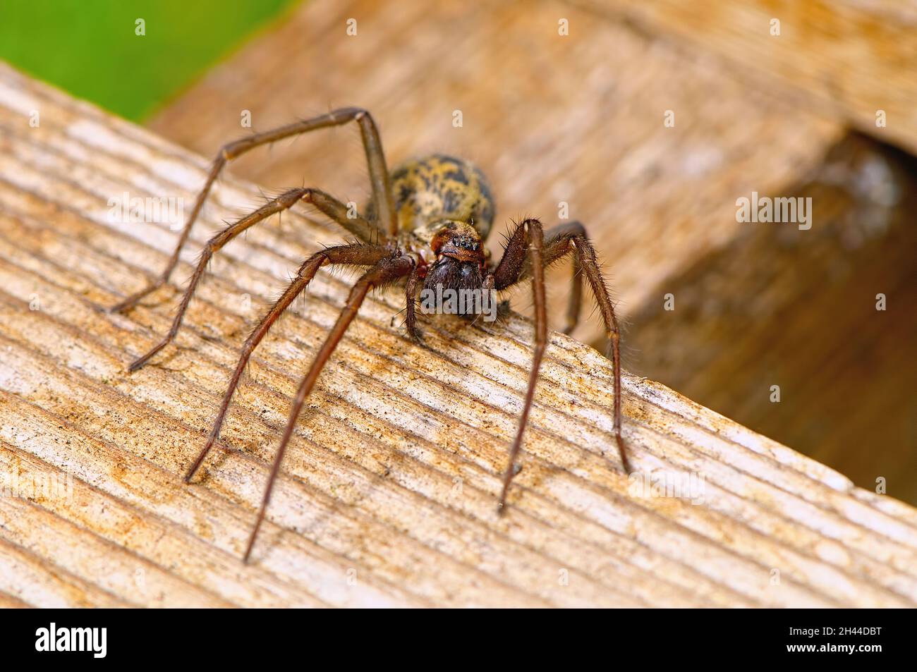 hobo spider web