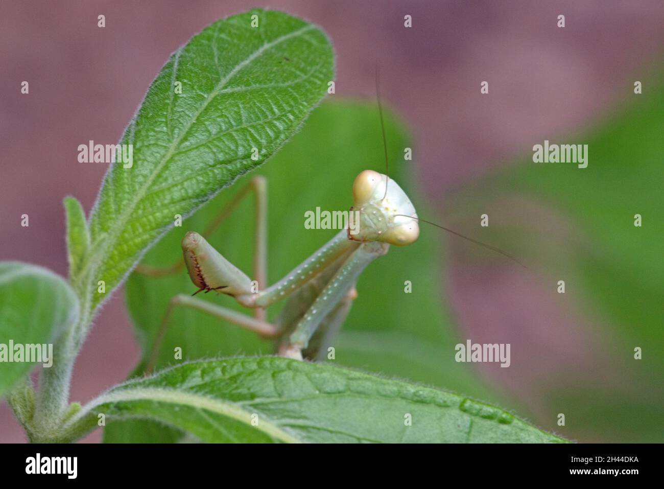 Arizona Praying Mantis (Stagmomantis limbata Stock Photo Alamy
