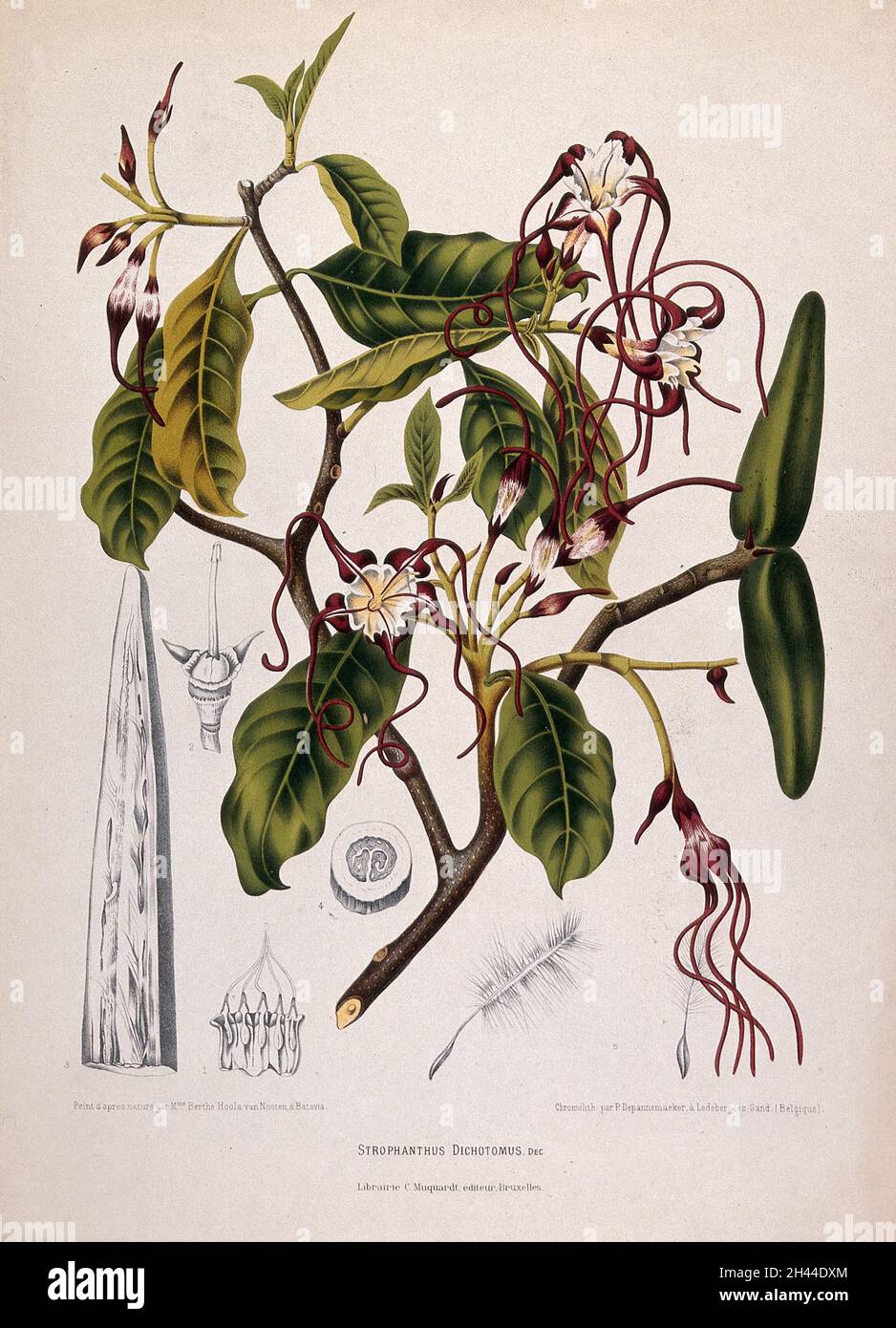 Strophanthus dichotomus Decne.: flowering branch with separate numbered sections of flower, follicle and seed. Chromolithograph by P. Depannemaeker, c.1885, after B. Hoola van Nooten. Stock Photo
