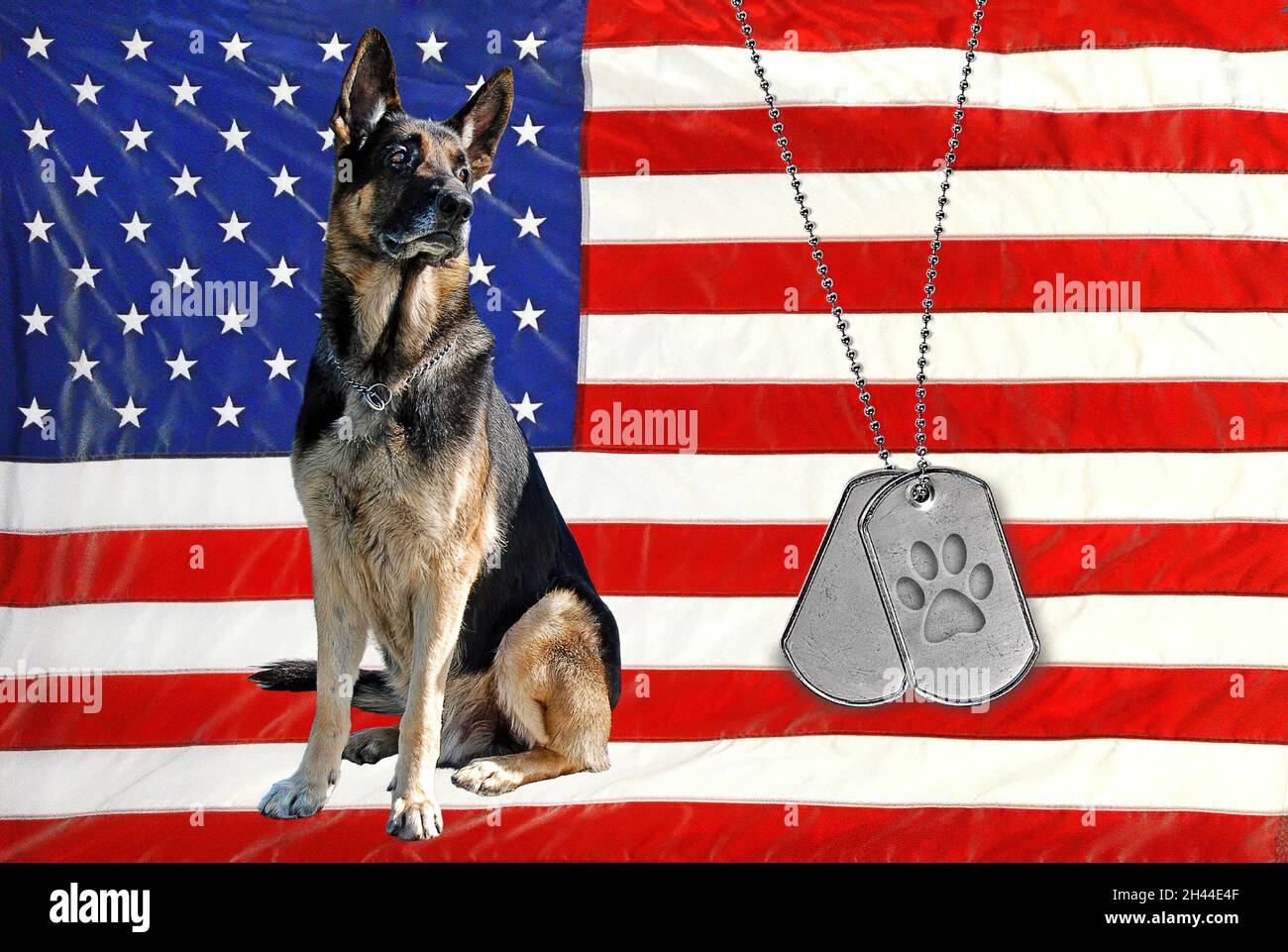 Military dog tags with paw print and German Shepherd dog on American flag background Stock Photo