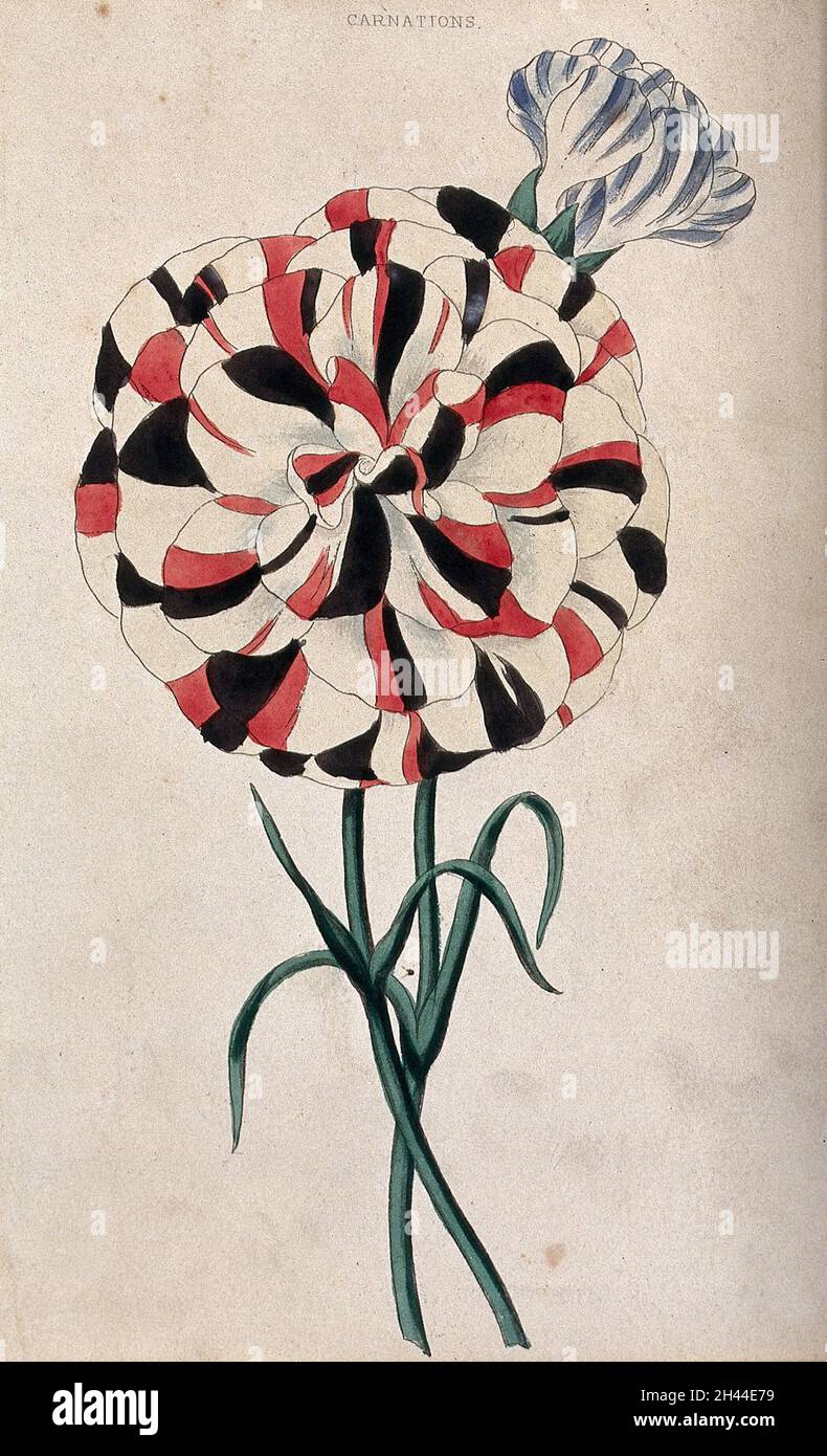 Carnations (Dianthus caryophyllus): two variegated flowers. Coloured aquatint, c. 1839. Stock Photo