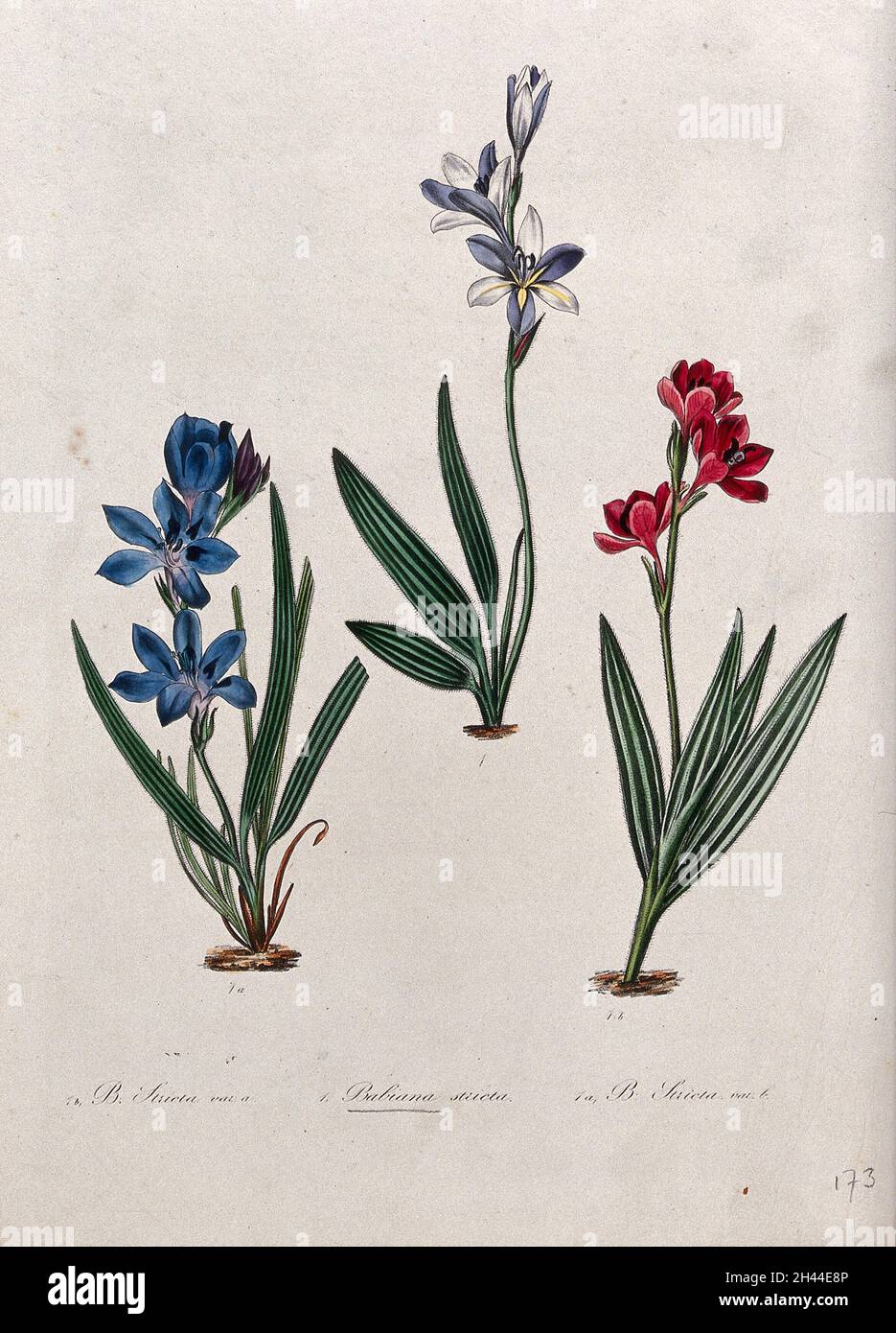 Three flowering plants, all varieties of the genus Babiana. Coloured lithograph. Stock Photo