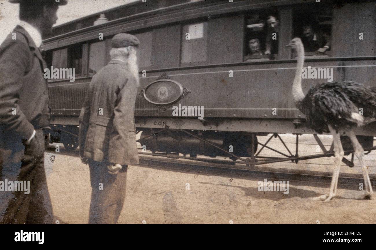 South Africa: two men and an ostrich beside a railway carriage. Photograph by Miss Stower, 1905. Stock Photo