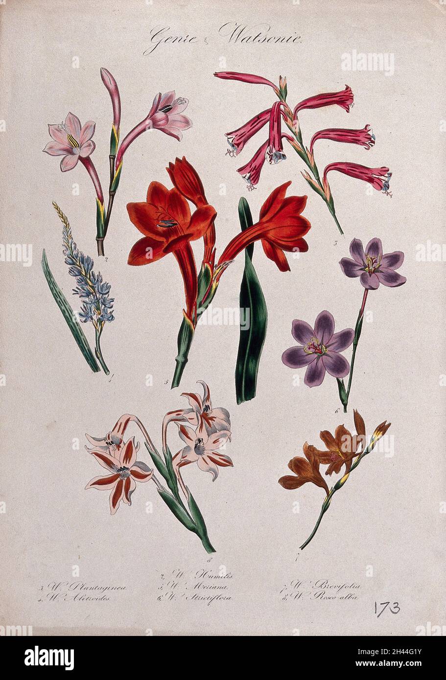 Seven plants, all species of the genus Watsonia: flowering stems. Coloured lithograph. Stock Photo