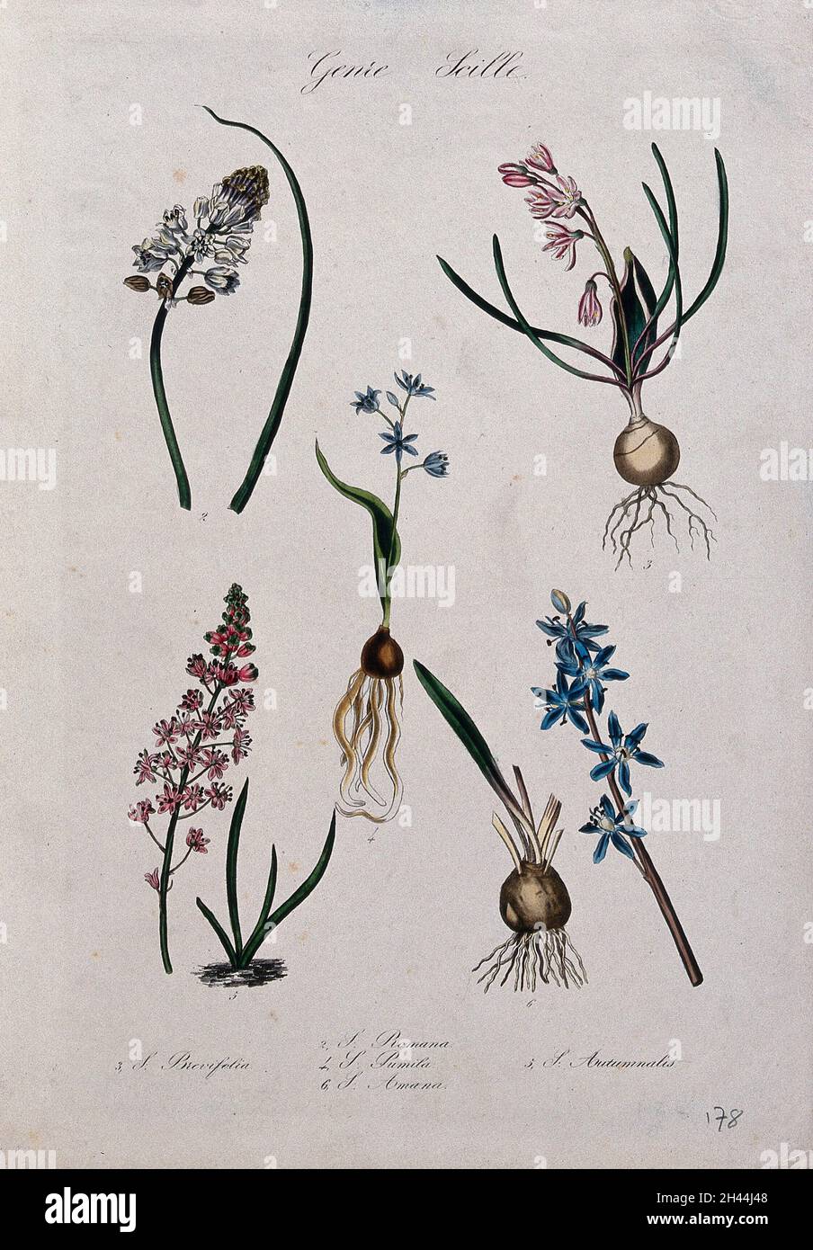 Five flowering bulbous plants, all species of the genus Scilla. Coloured lithograph. Stock Photo