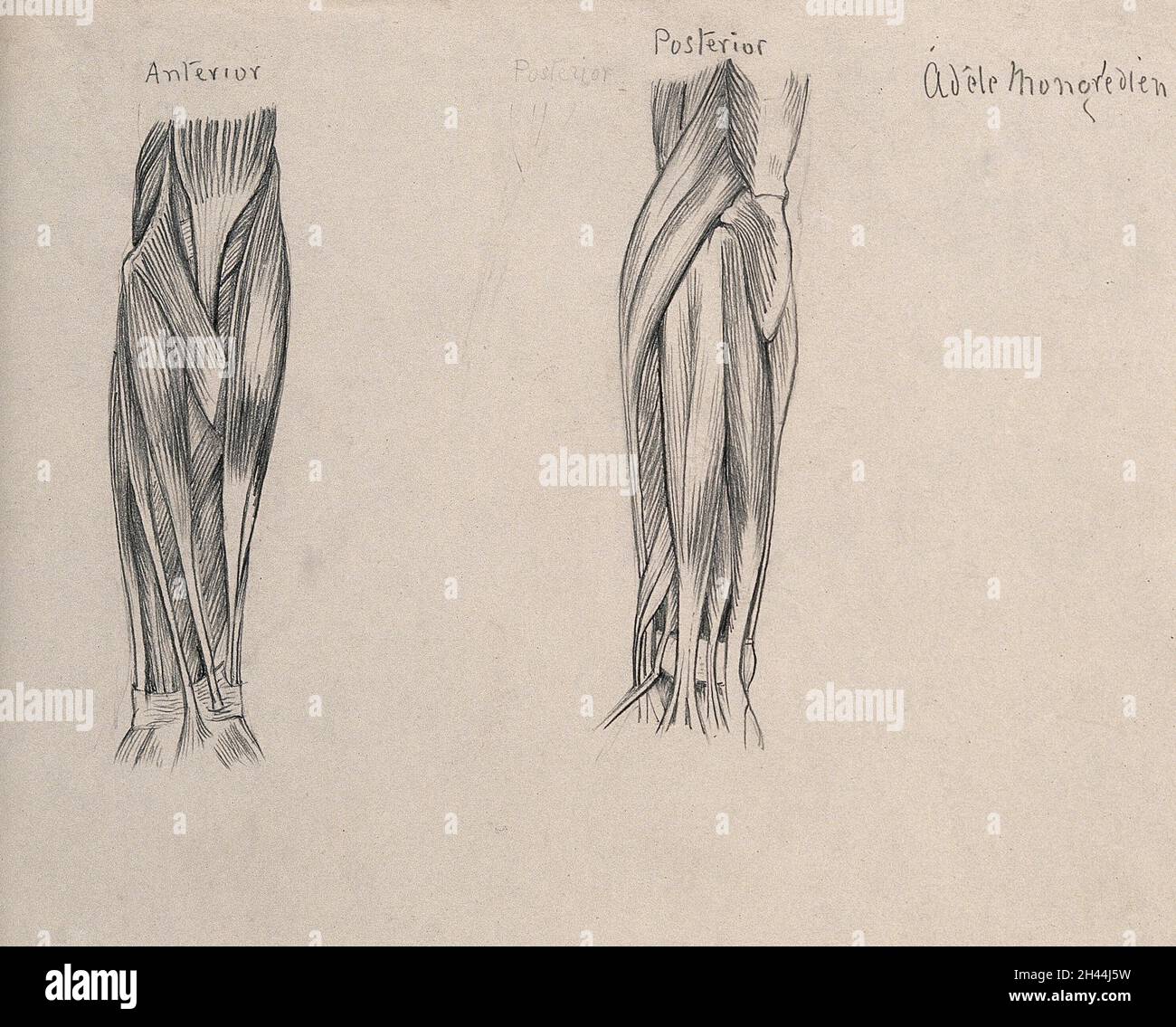 Muscles of the arm [?]. Pencil drawing by A. Mongrédien, ca. 1880 Stock