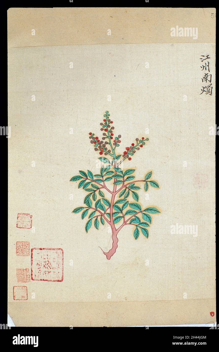 Ming herbal (painting): Lyonia ovalifolia Stock Photo