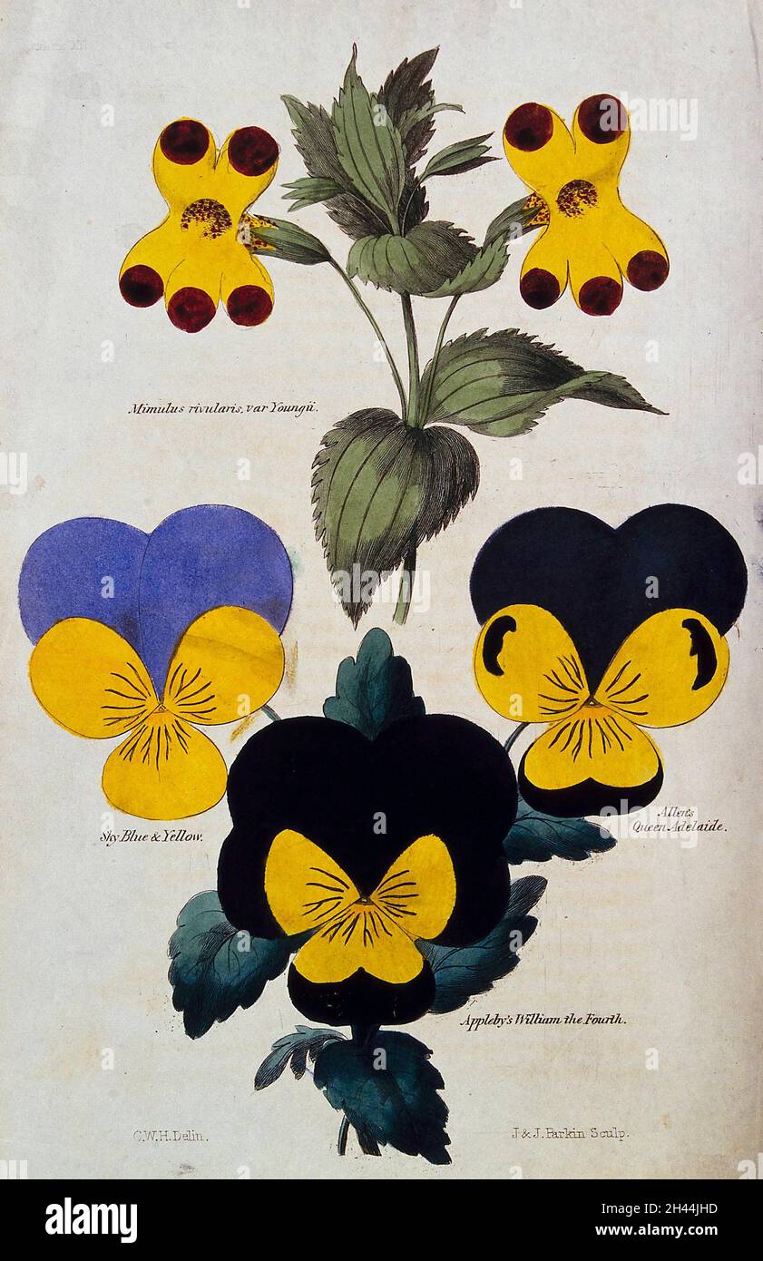 Four flowering plants: a yellow monkey flower (Mimulus luteus) and three pansies (Viola cultivars). Coloured engraving by J. & J. Parkin, 1833, after C. W. Harrison. Stock Photo