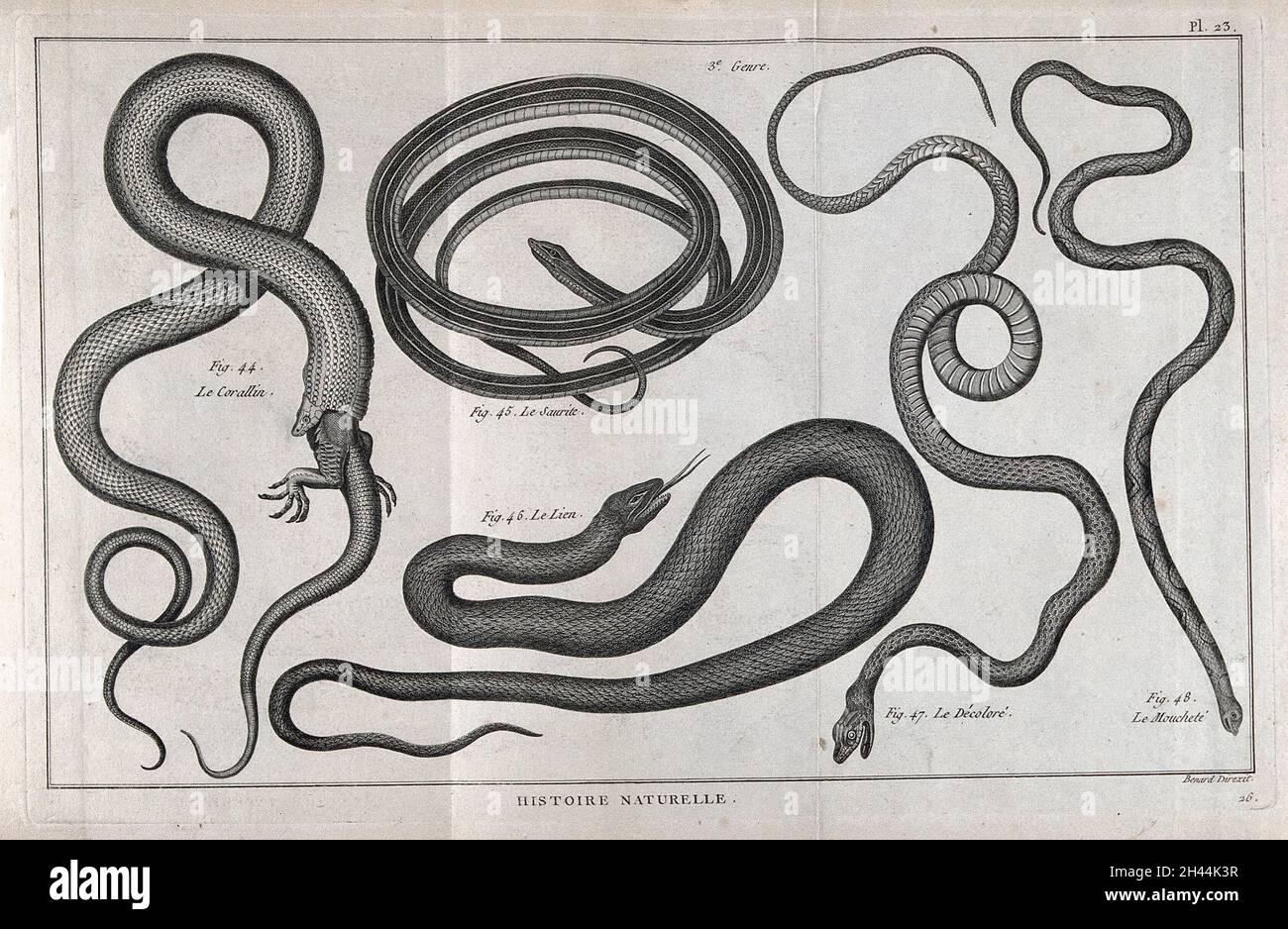 Five snakes of the cobra family, one a coral snake eating a lizard ...