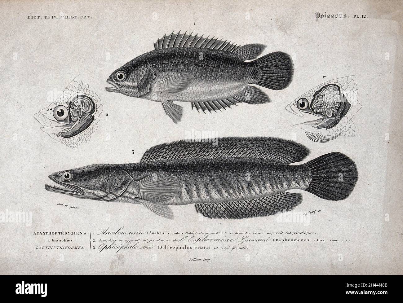 Above, an anabas seen from the side; middle, cross-sections of the heads and gills of two fishes; below, a ophicephalus seen from the side. Stipple engraving by Teillard after P.L. Oudart. Stock Photo