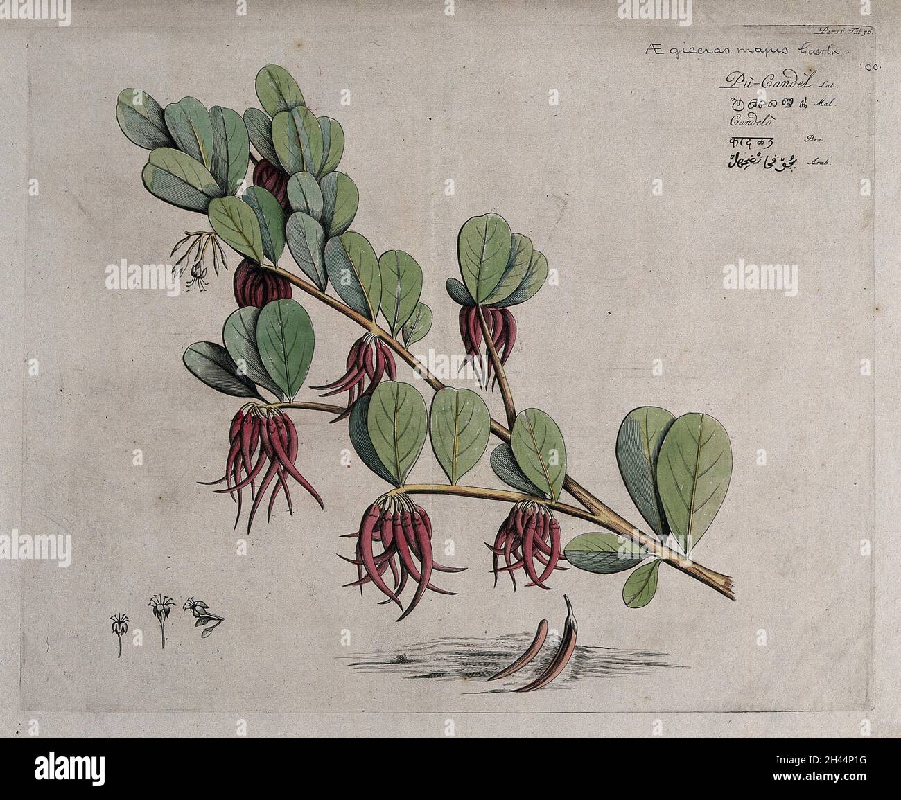 Mangrove plant (Aegiceras corniculatum (L.) Blanco): branch with flowers and fruit and separate flowers and fruit on ground. Coloured line engraving. Stock Photo
